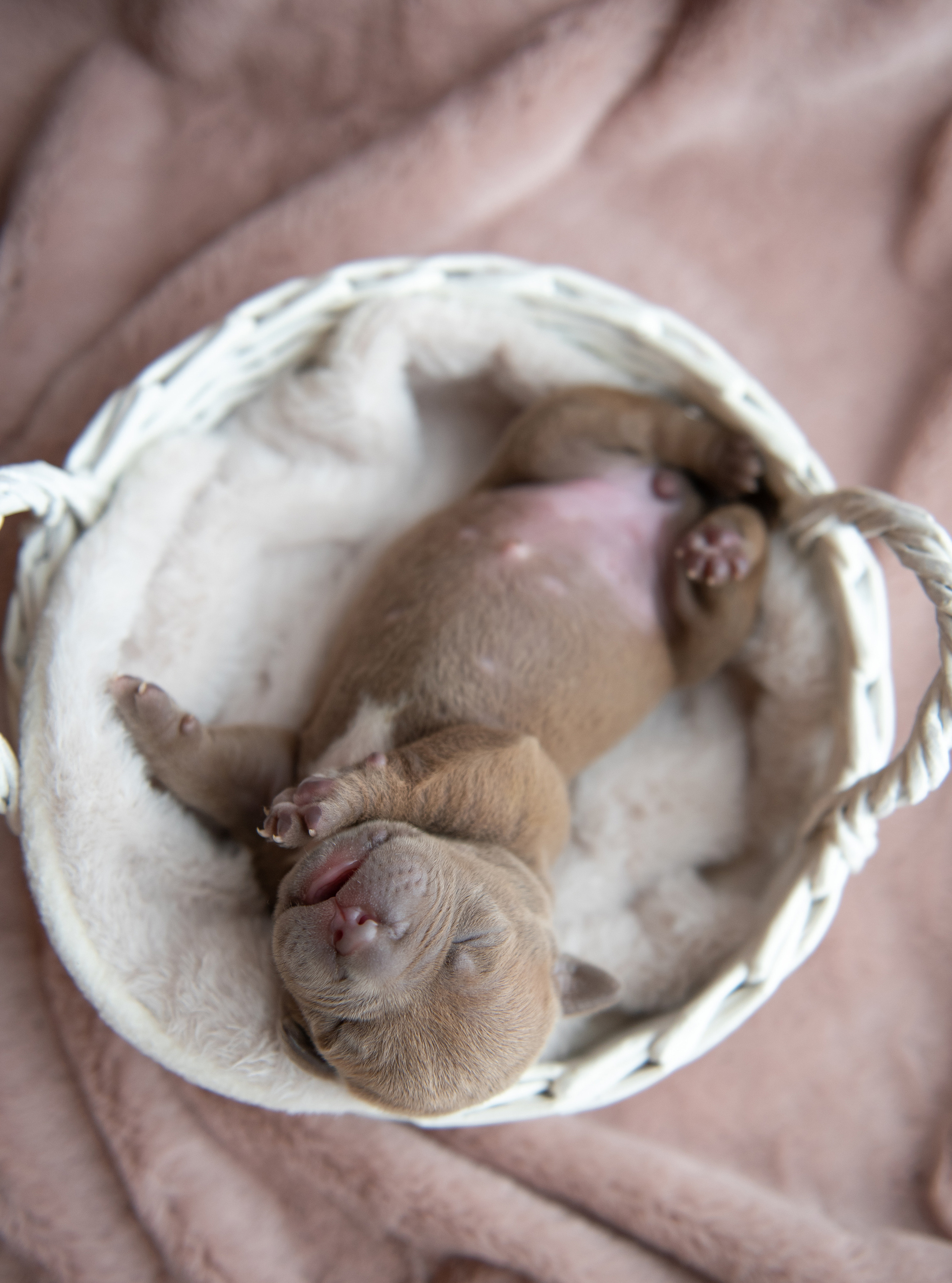 Щенки в домашней студии. Фотограф анималист в Казани Алина Сулейманова. Фотограф животных