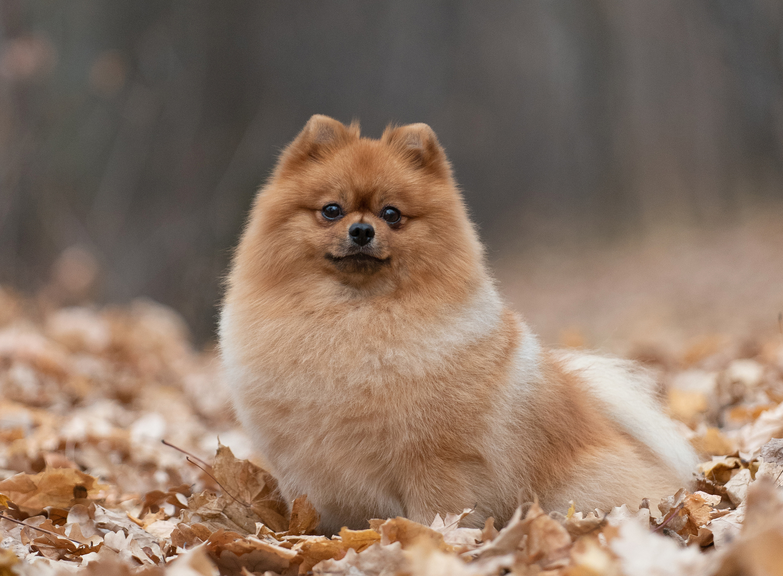 Зарина и Джонни. Фотограф анималист в Казани Алина Сулейманова. Фотограф животных