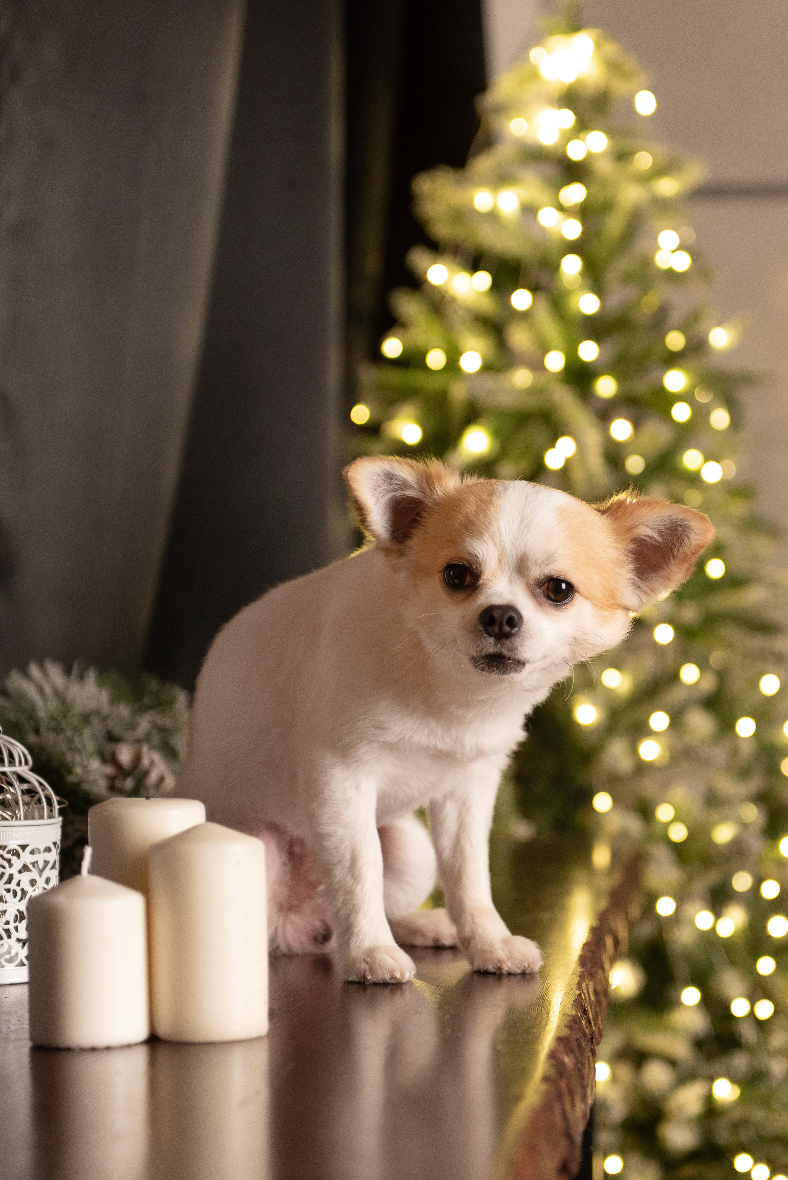 Аделя и её семья. Фотограф анималист в Казани Алина Сулейманова. Фотограф животных