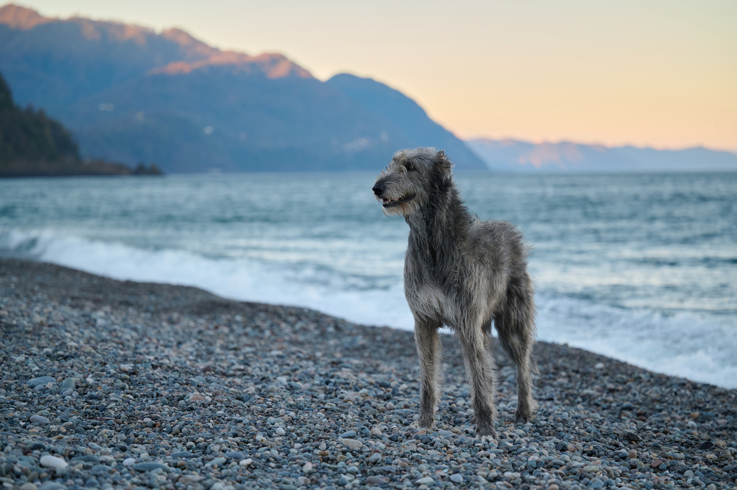 Марина и Эва. Фотограф анималист в Казани Алина Сулейманова. Фотограф животных