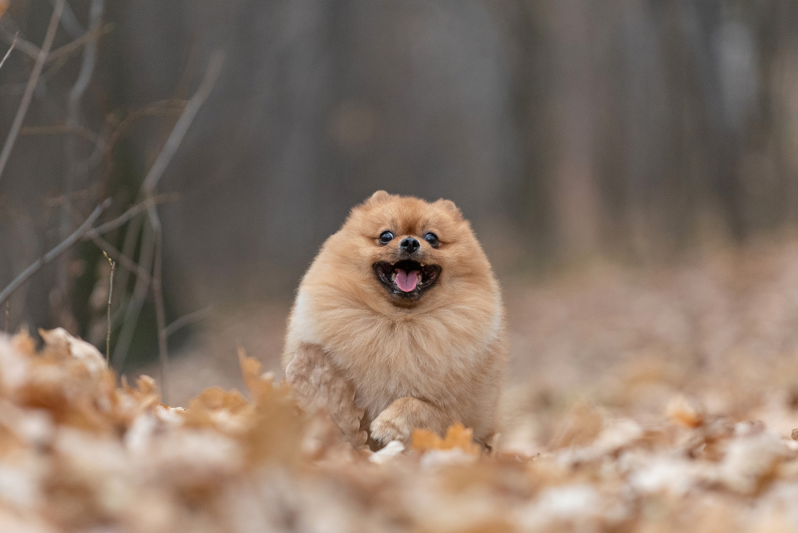 Зарина и Джонни. Фотограф анималист в Казани Алина Сулейманова. Фотограф животных