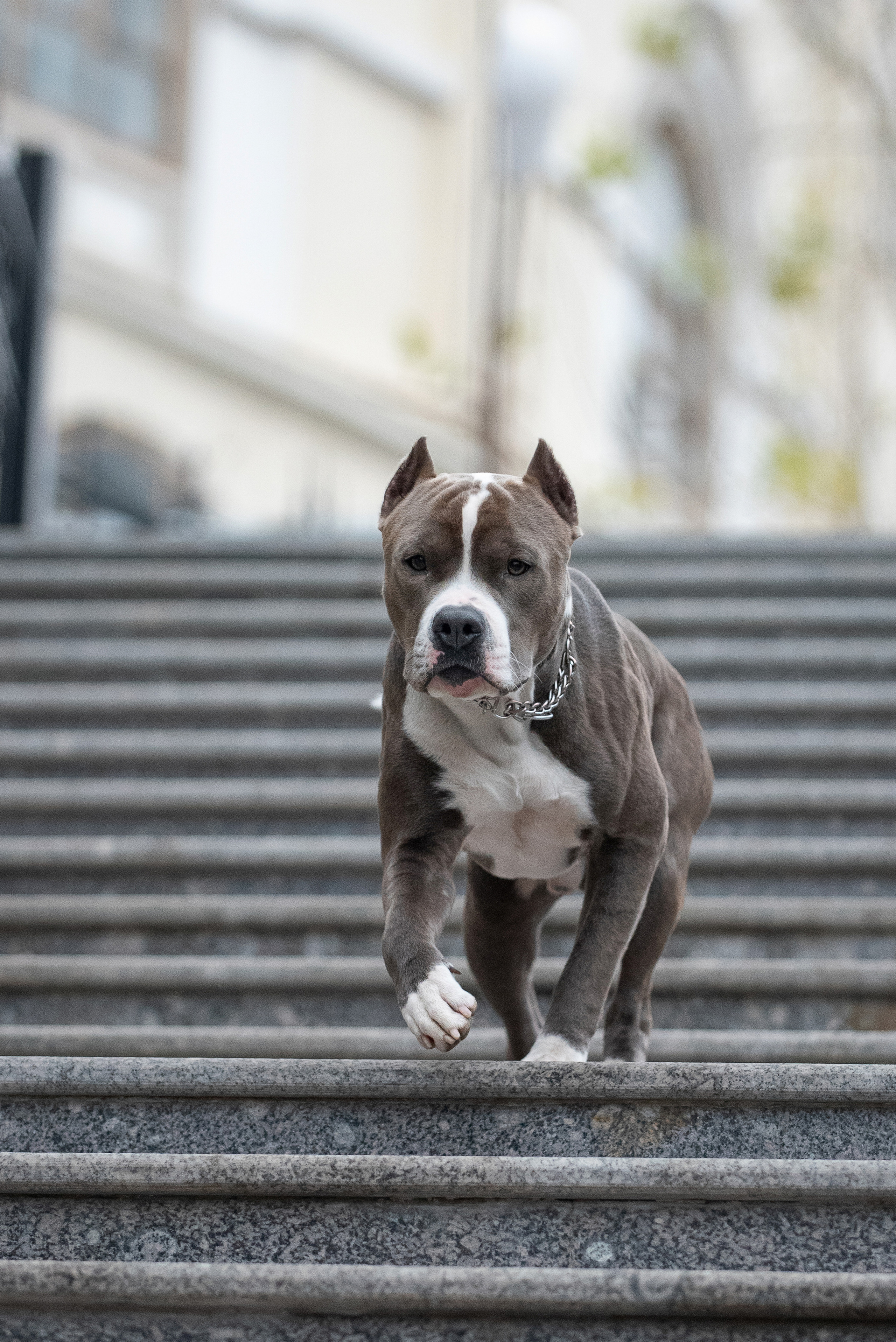 Ирина, Марат и Ричи. Фотограф анималист в Казани Алина Сулейманова. Фотограф животных