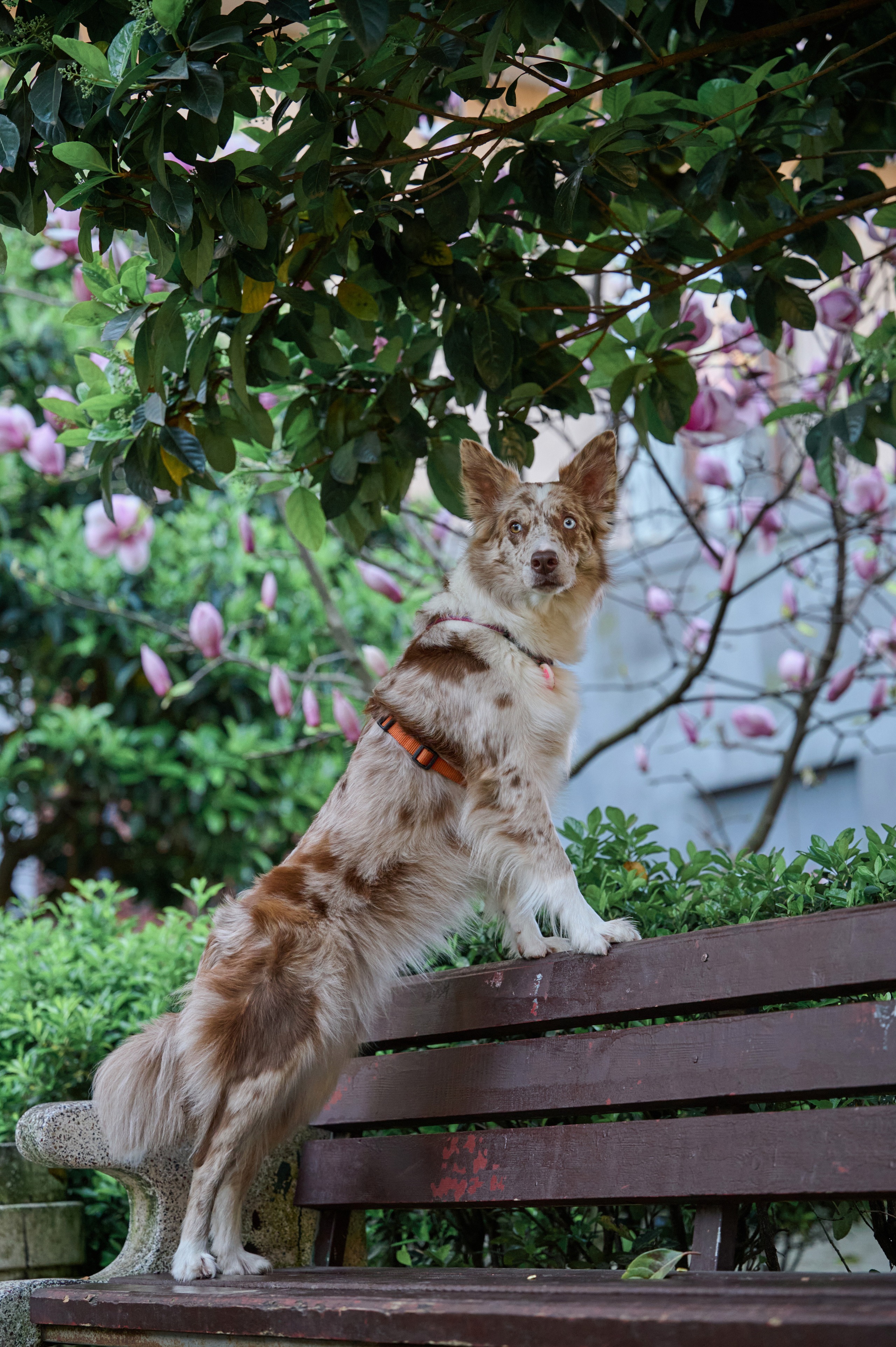 Полина и Бени. Фотограф анималист в Казани Алина Сулейманова. Фотограф животных