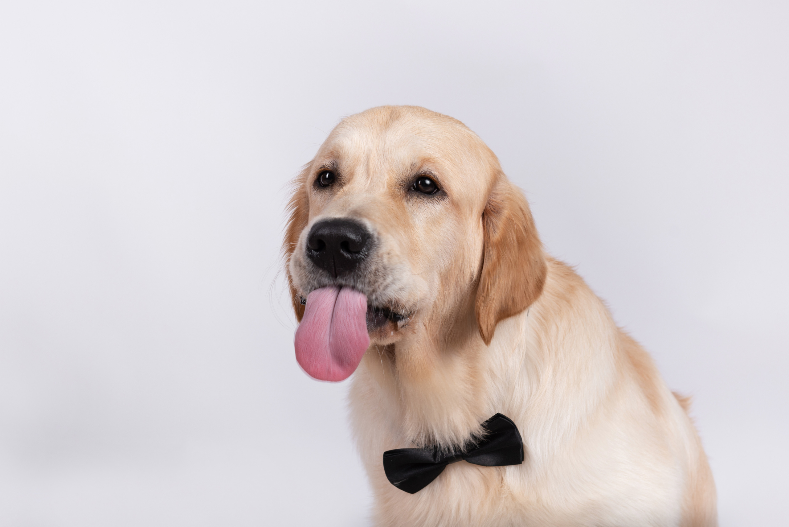 Чарли 1 год. Фотограф анималист в Казани Алина Сулейманова. Фотограф животных