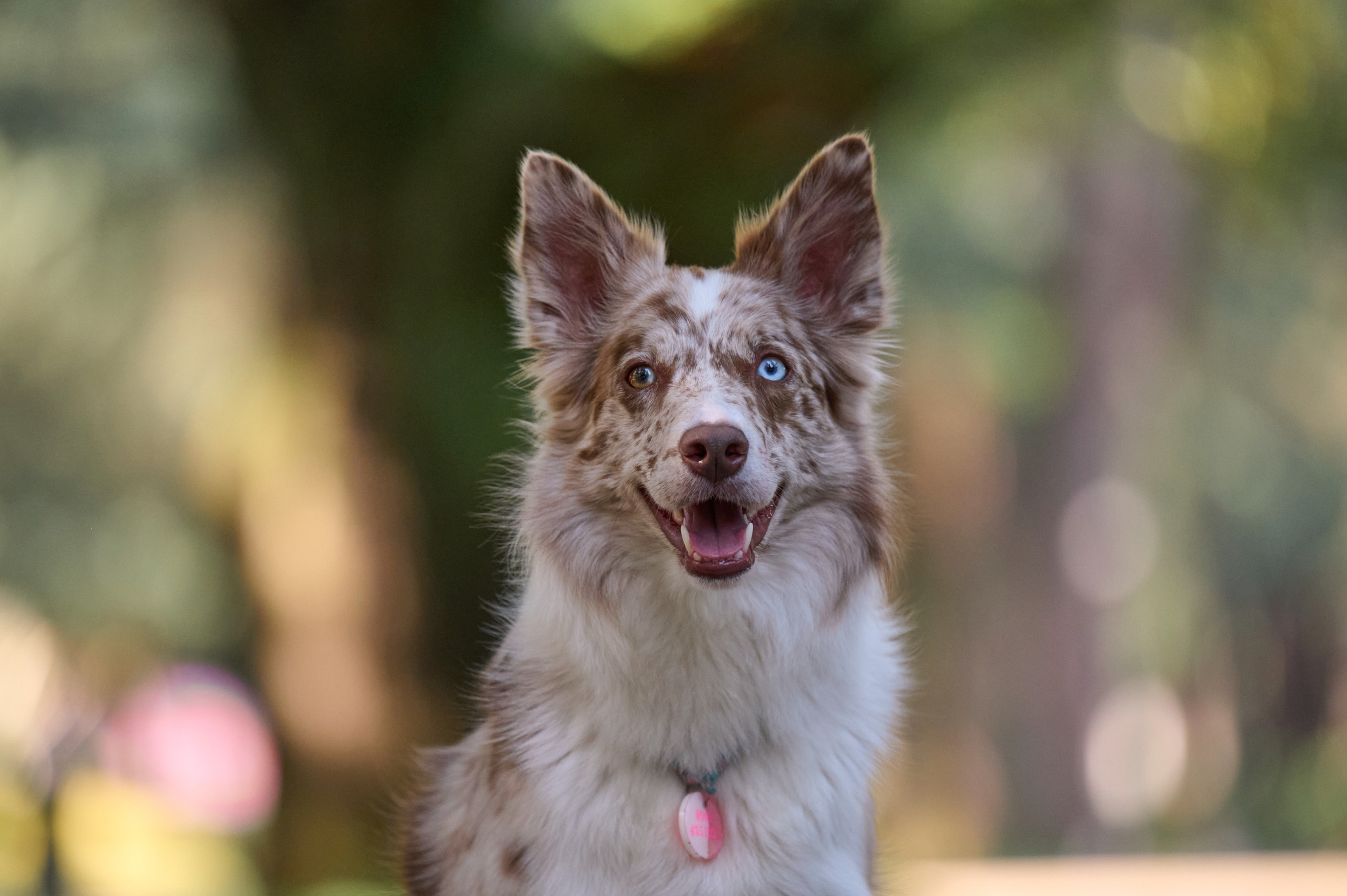 Полина и Бени. Фотограф анималист в Казани Алина Сулейманова. Фотограф животных