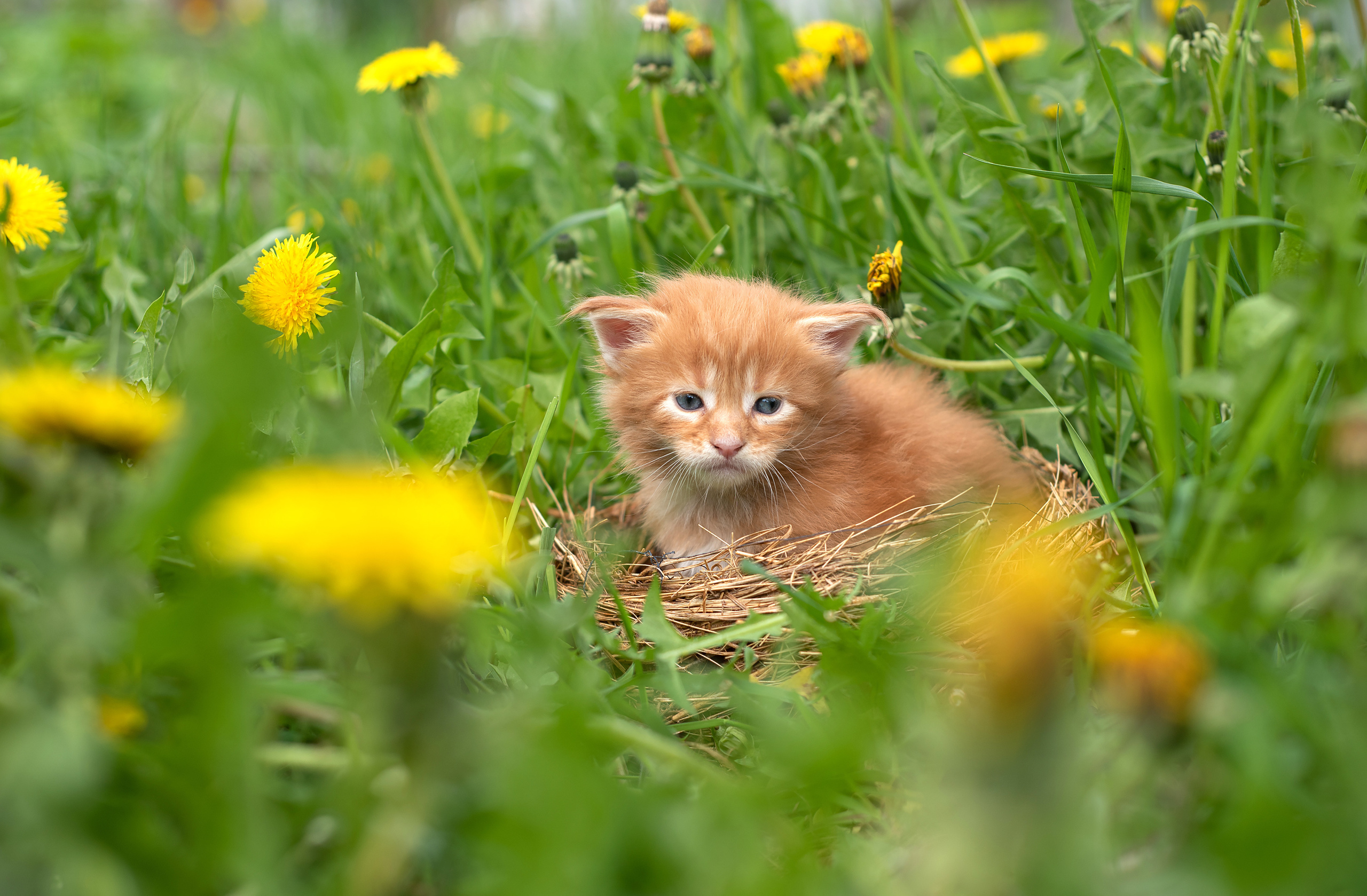 Щенки и котята на улице. Фотограф анималист в Казани Алина Сулейманова. Фотограф животных