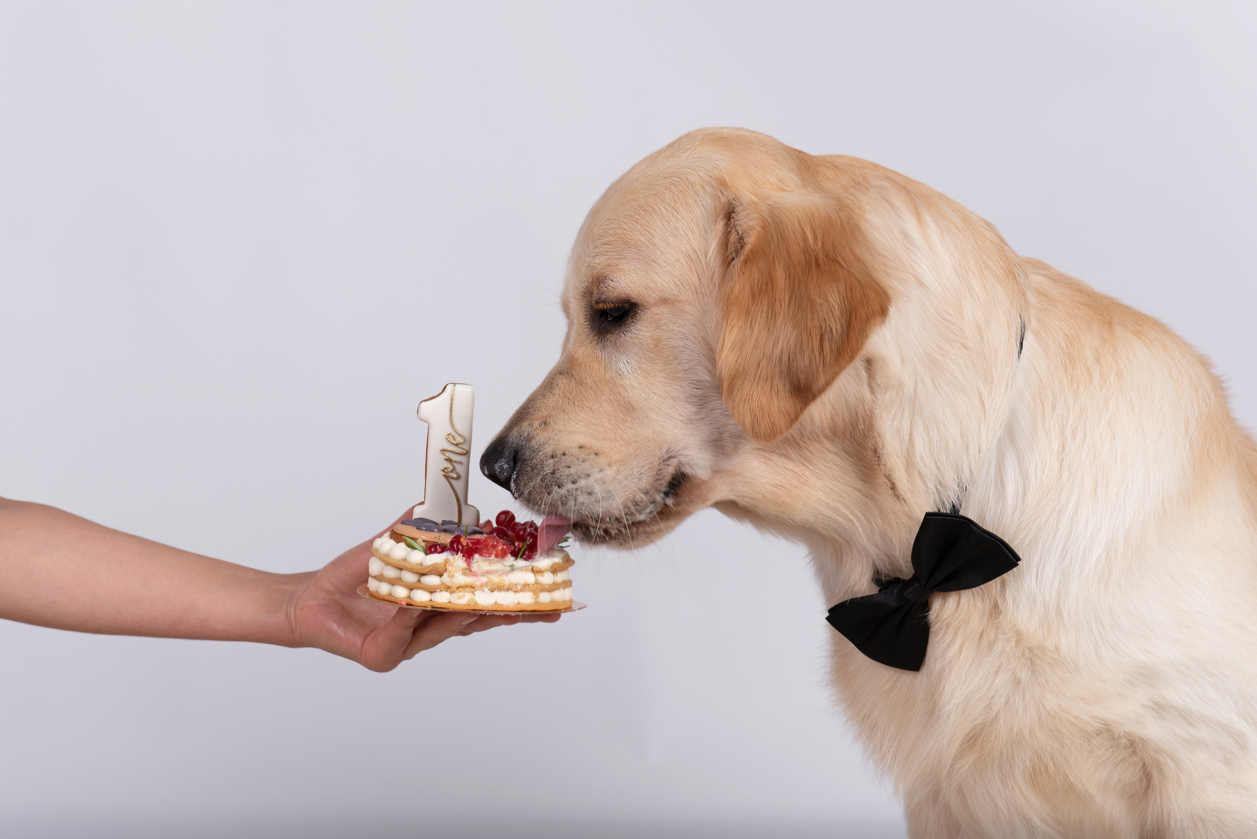 Чарли 1 год. Фотограф анималист в Казани Алина Сулейманова. Фотограф животных