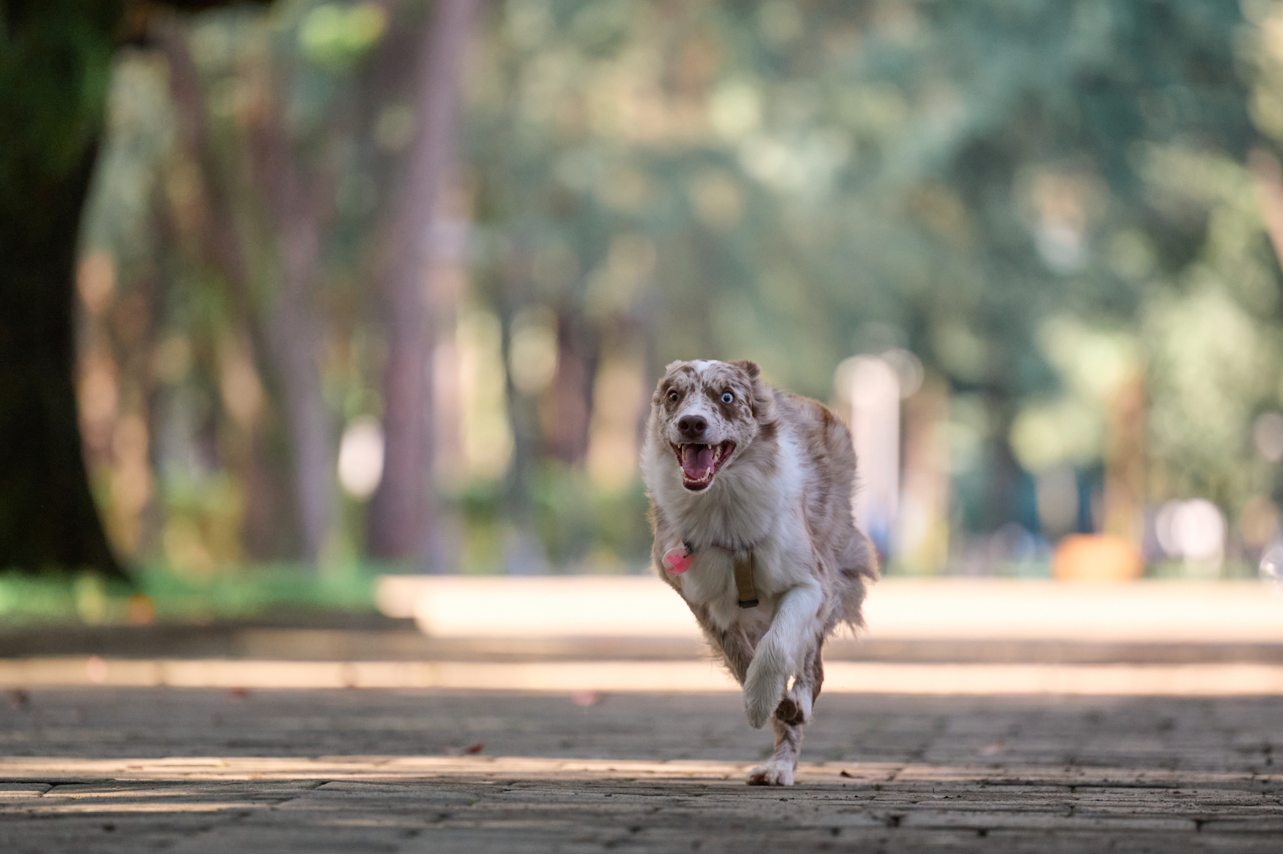 Полина и Бени. Фотограф анималист в Казани Алина Сулейманова. Фотограф животных