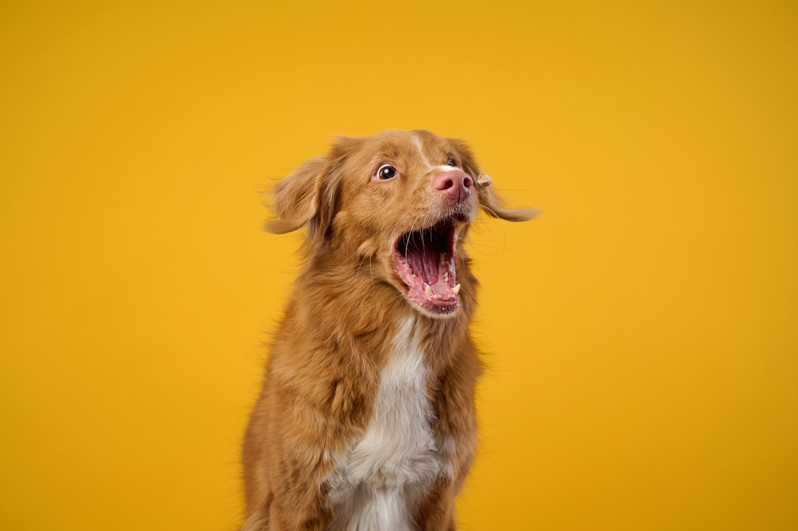Рика. Фотограф анималист в Казани Алина Сулейманова. Фотограф животных