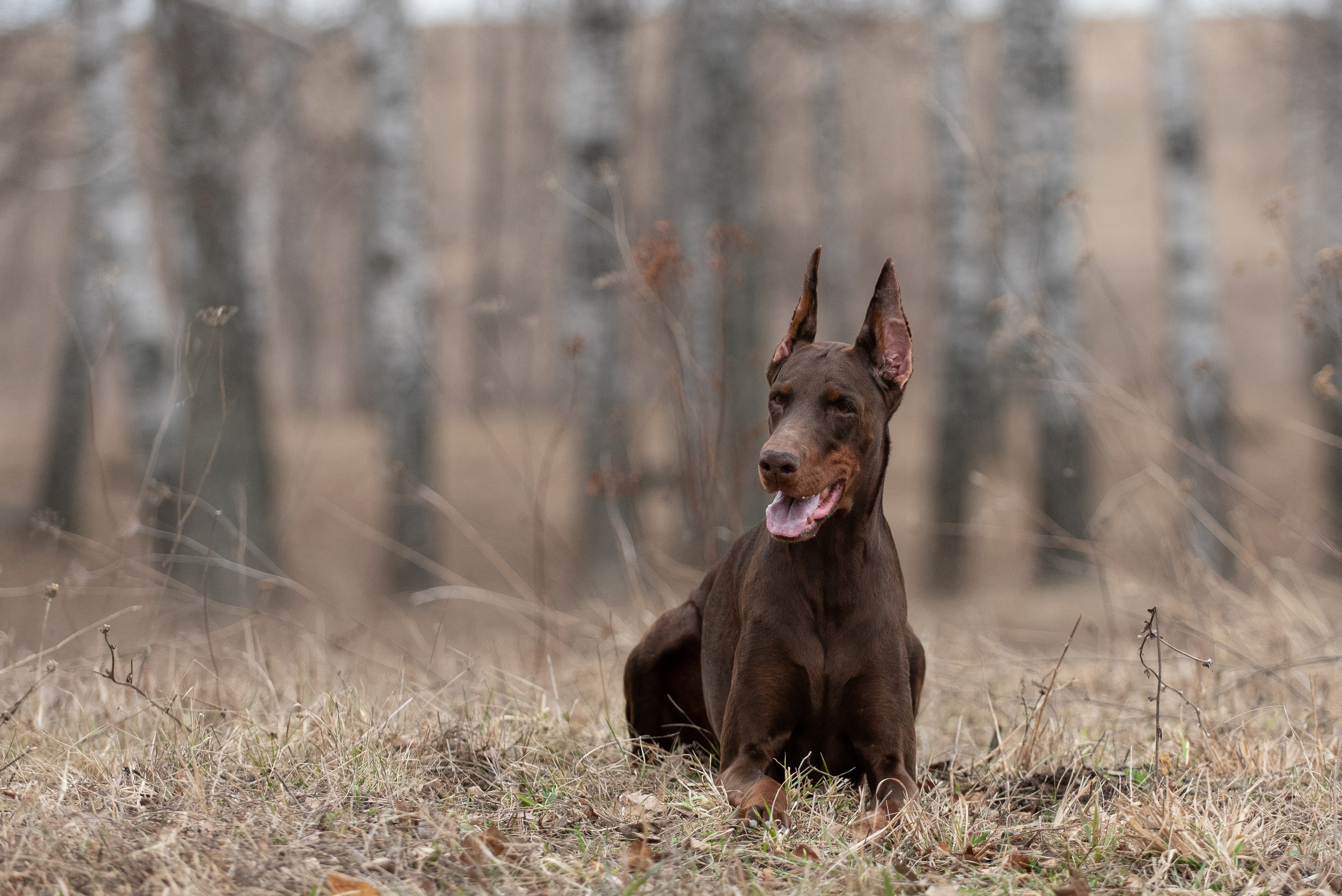 Детта. Фотограф анималист в Казани Алина Сулейманова. Фотограф животных