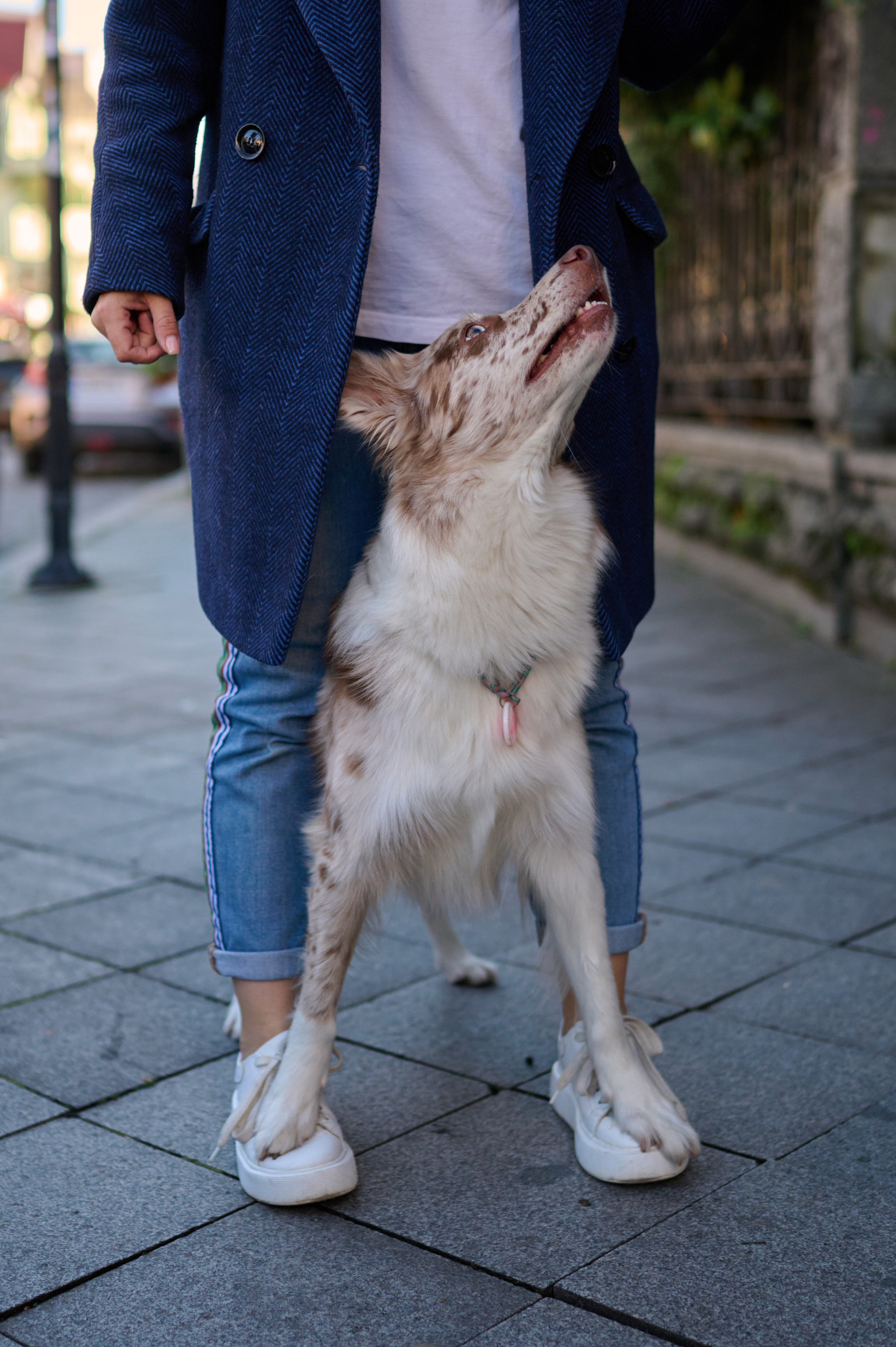 Полина и Бени. Фотограф анималист в Казани Алина Сулейманова. Фотограф животных