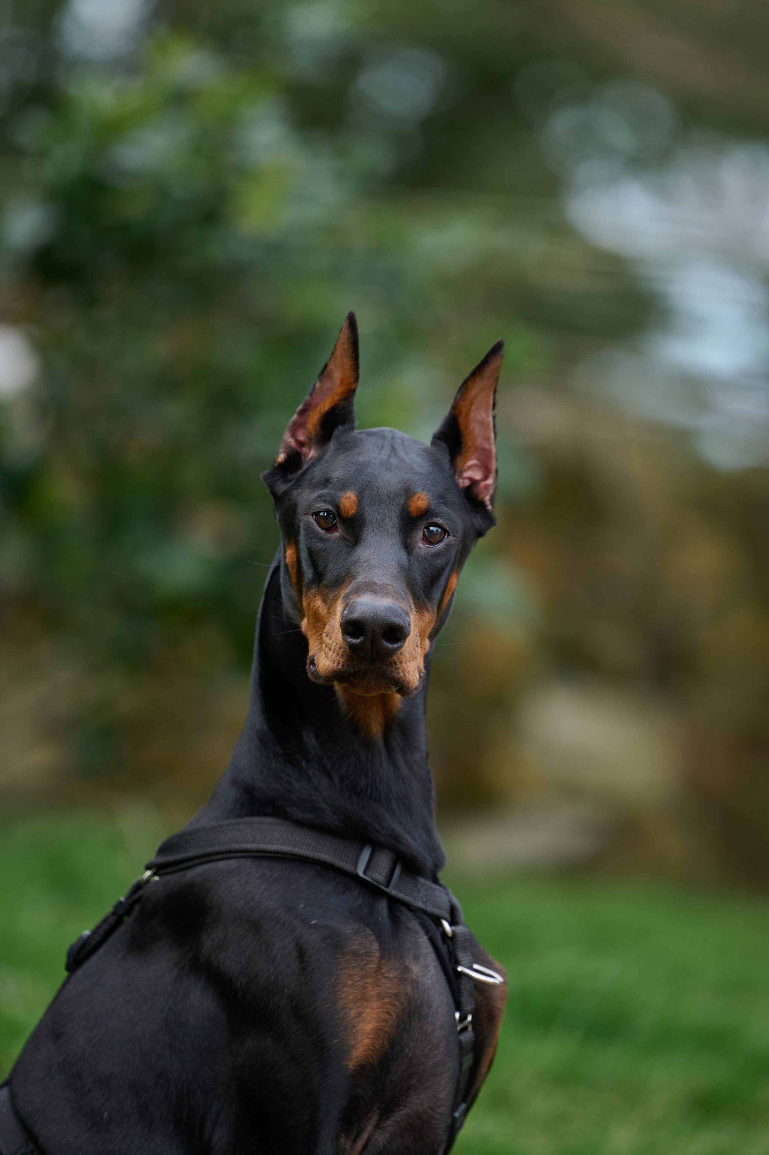 Герда. Фотограф анималист в Казани Алина Сулейманова. Фотограф животных