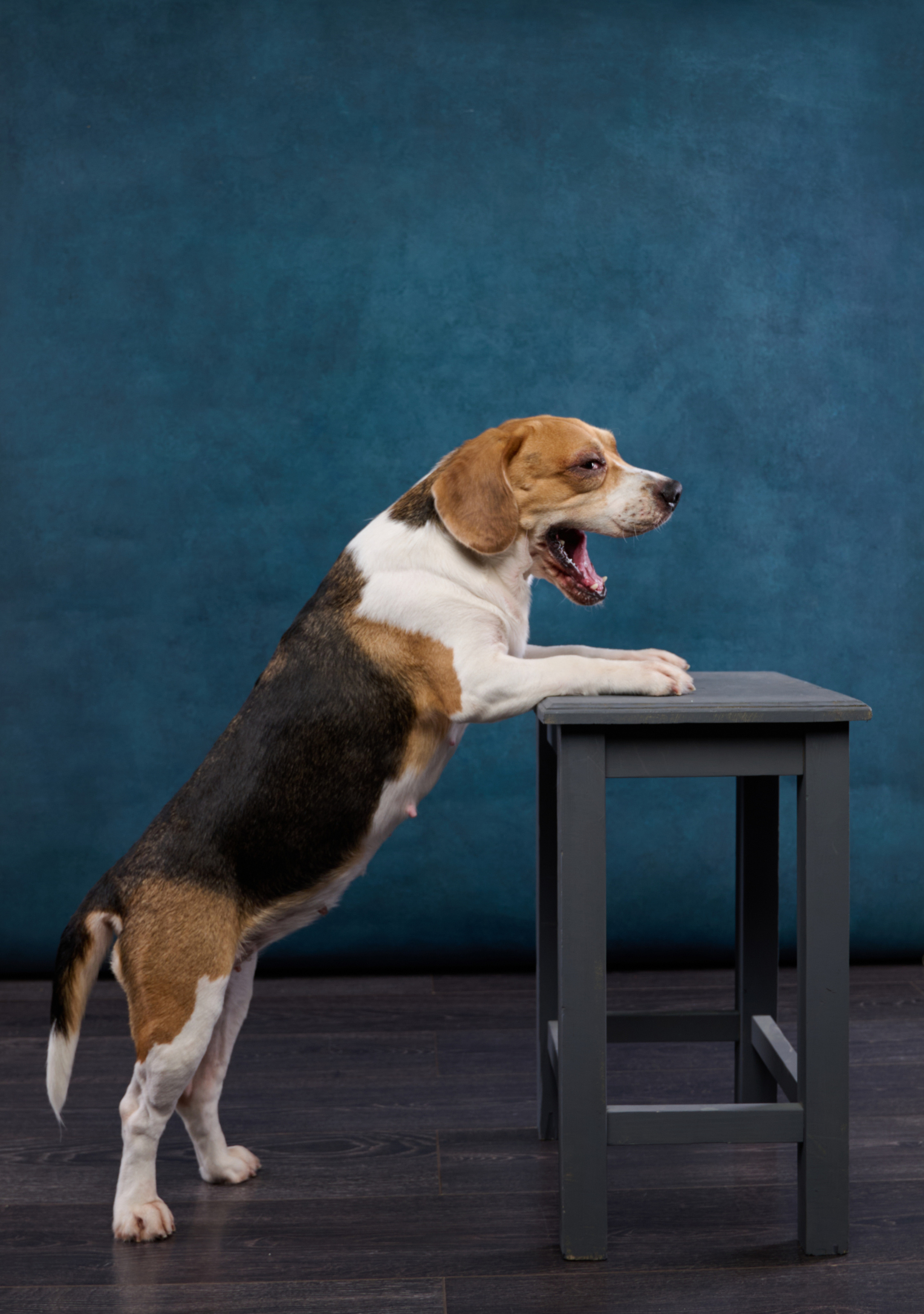 Бигль. Фотограф анималист в Казани Алина Сулейманова. Фотограф животных