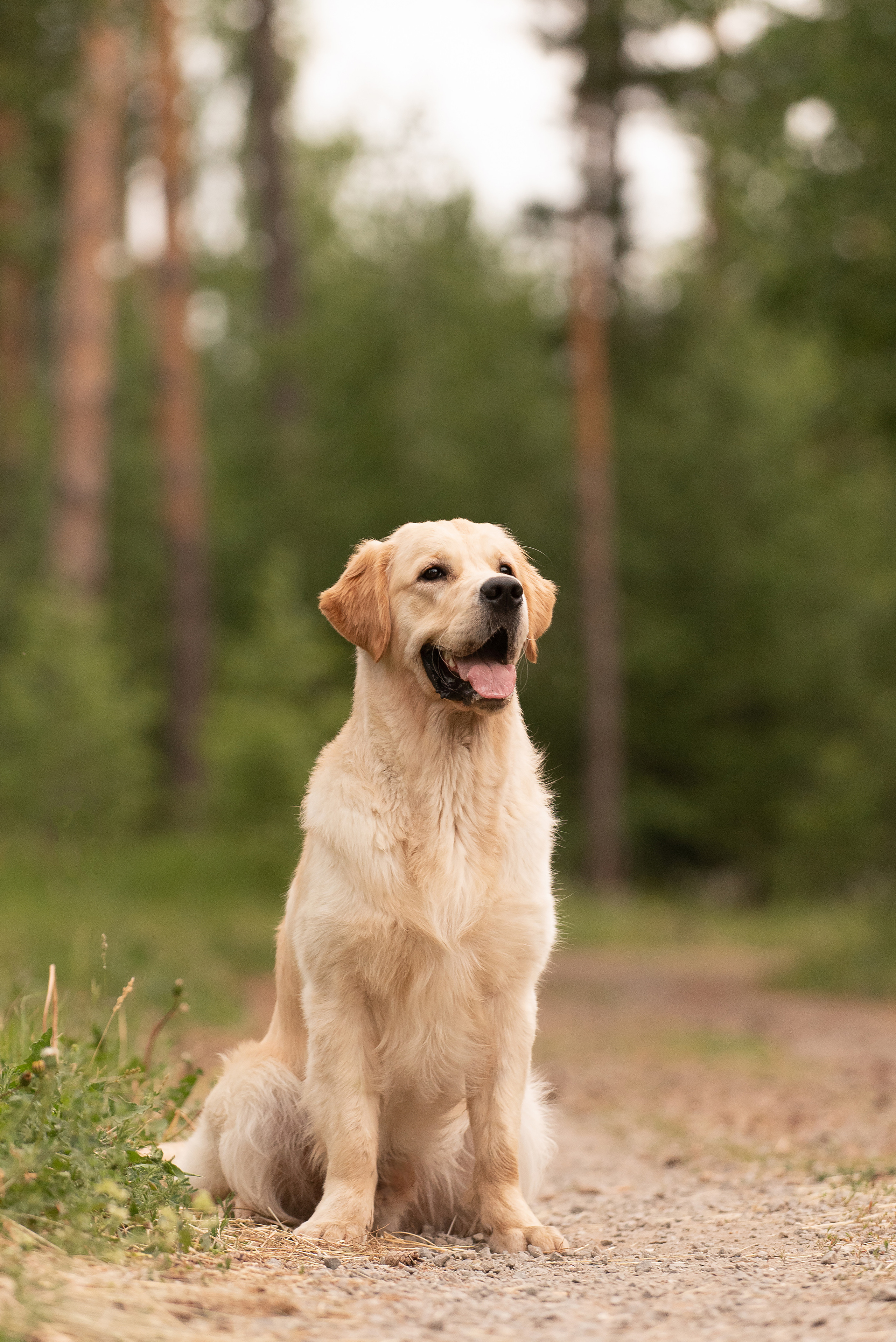 Светлана и Чарли. Фотограф анималист в Казани Алина Сулейманова. Фотограф животных