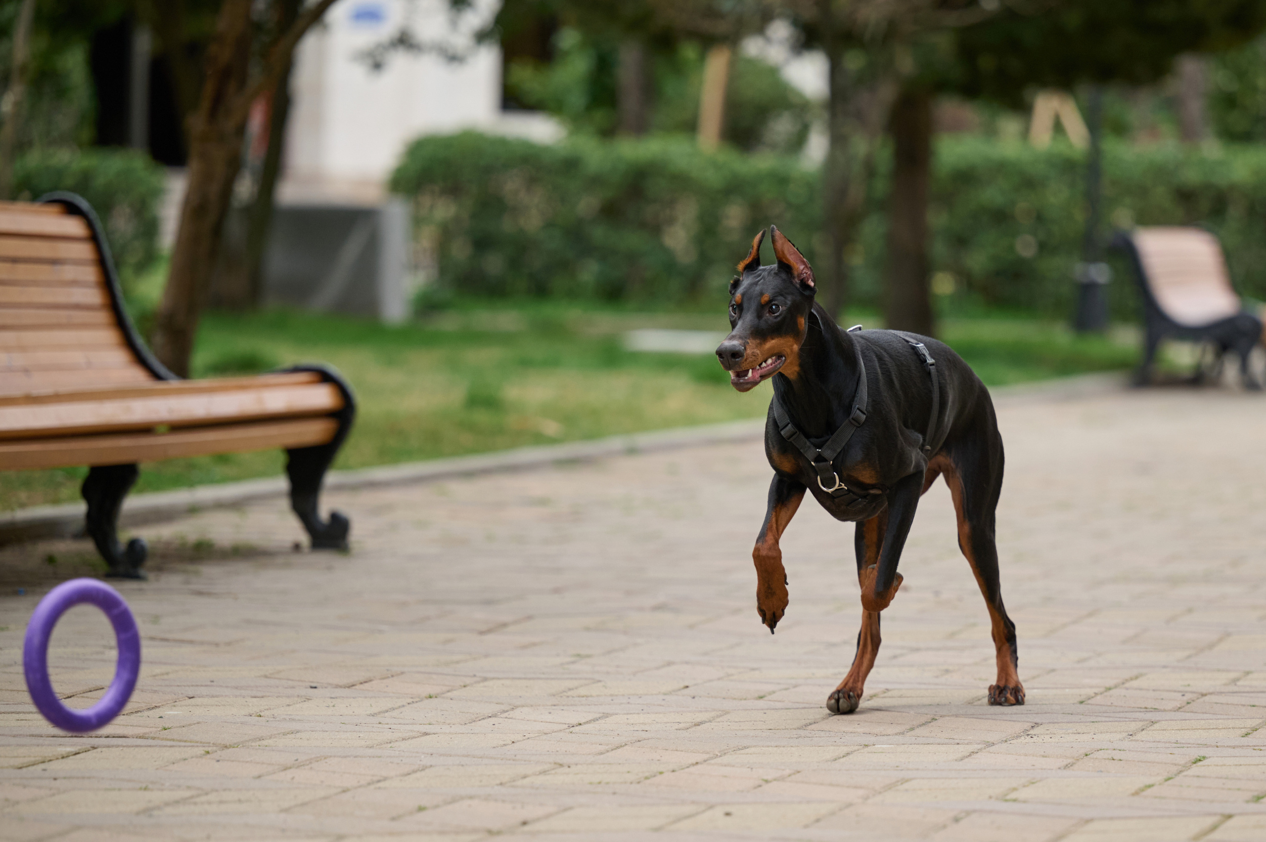 Герда. Фотограф анималист в Казани Алина Сулейманова. Фотограф животных