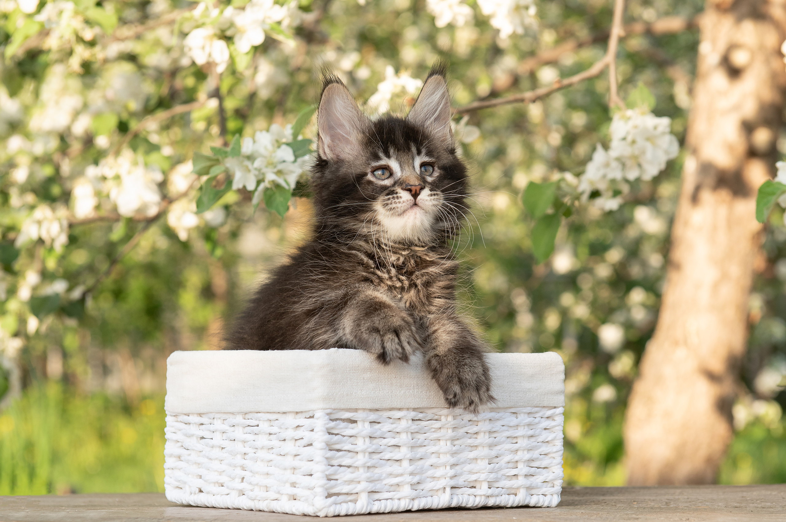 Щенки и котята на улице. Фотограф анималист в Казани Алина Сулейманова. Фотограф животных