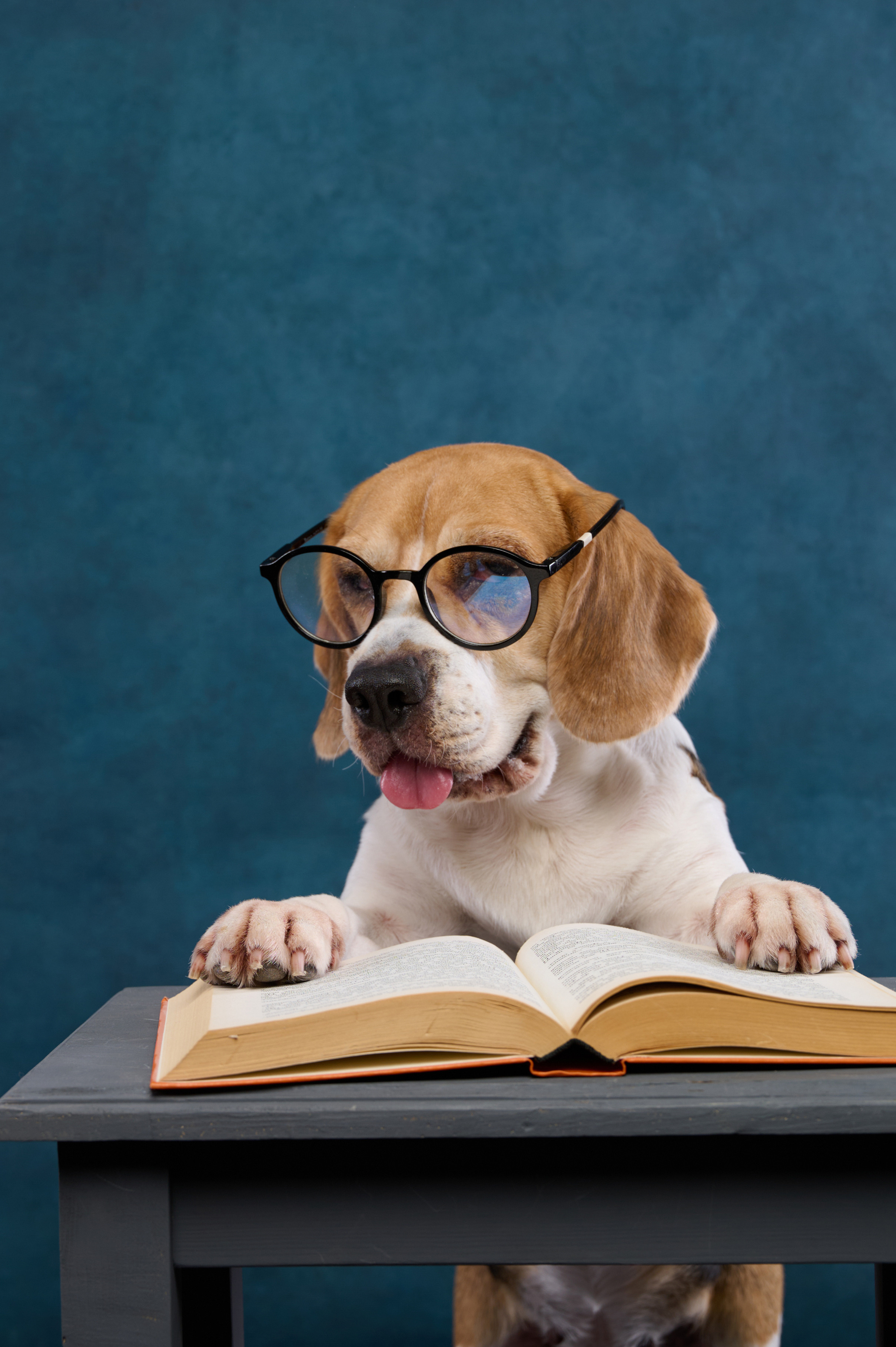 Бигль. Фотограф анималист в Казани Алина Сулейманова. Фотограф животных