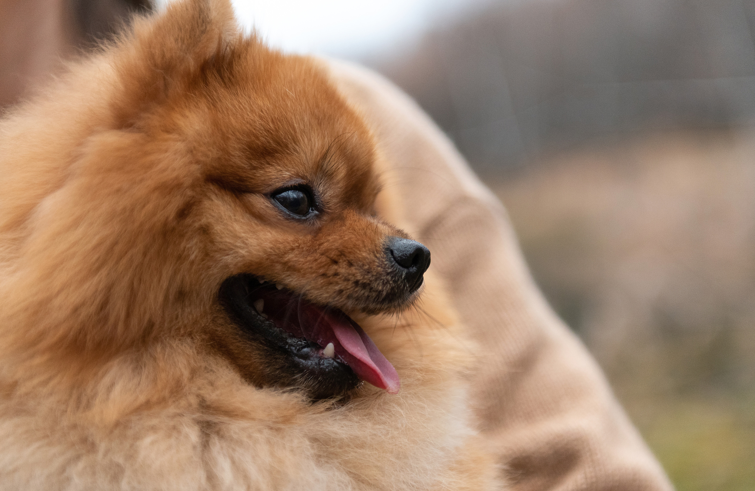 Зарина и Джонни. Фотограф анималист в Казани Алина Сулейманова. Фотограф животных