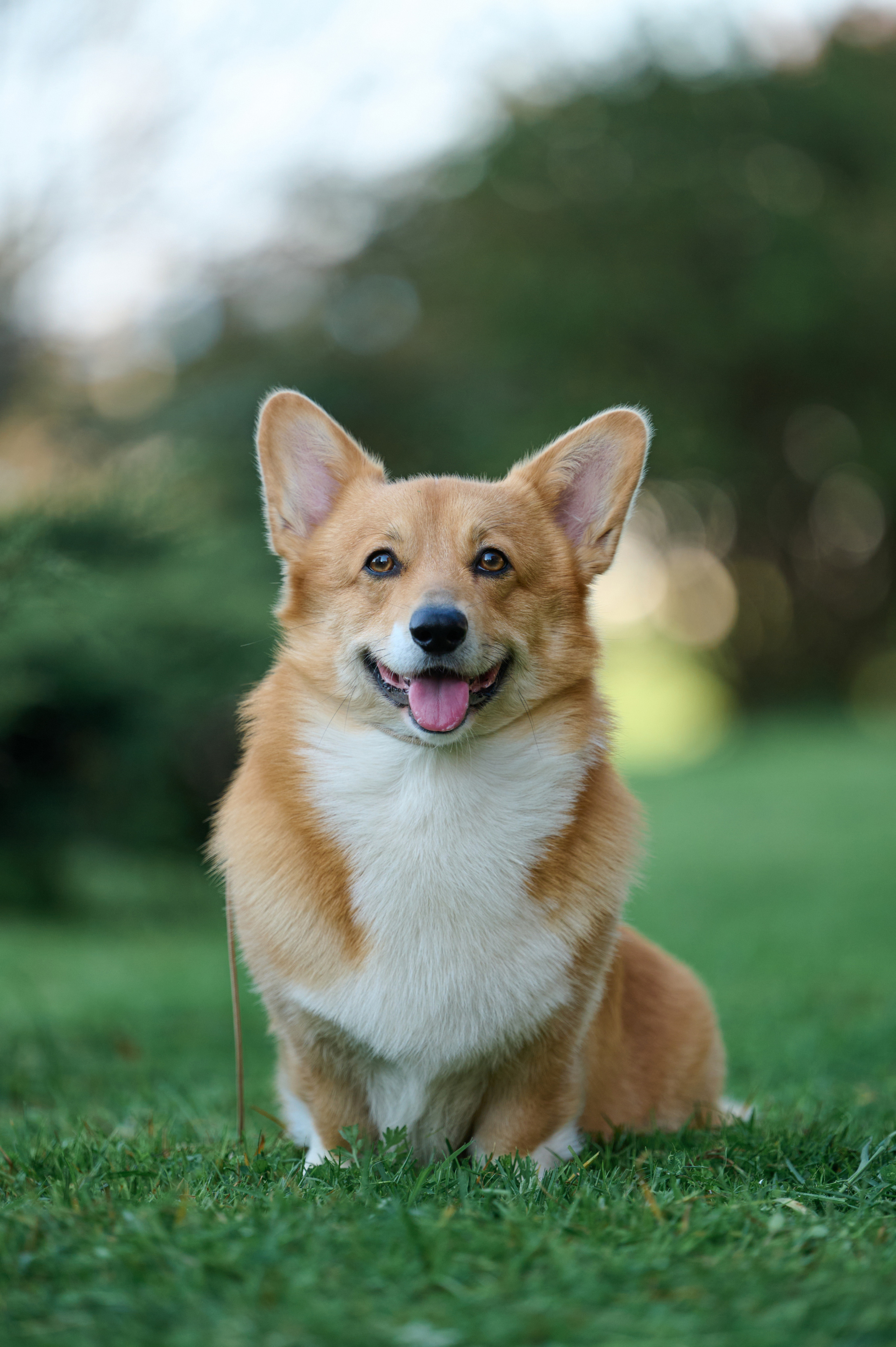 Полина и Вайрон. Фотограф анималист в Казани Алина Сулейманова. Фотограф животных