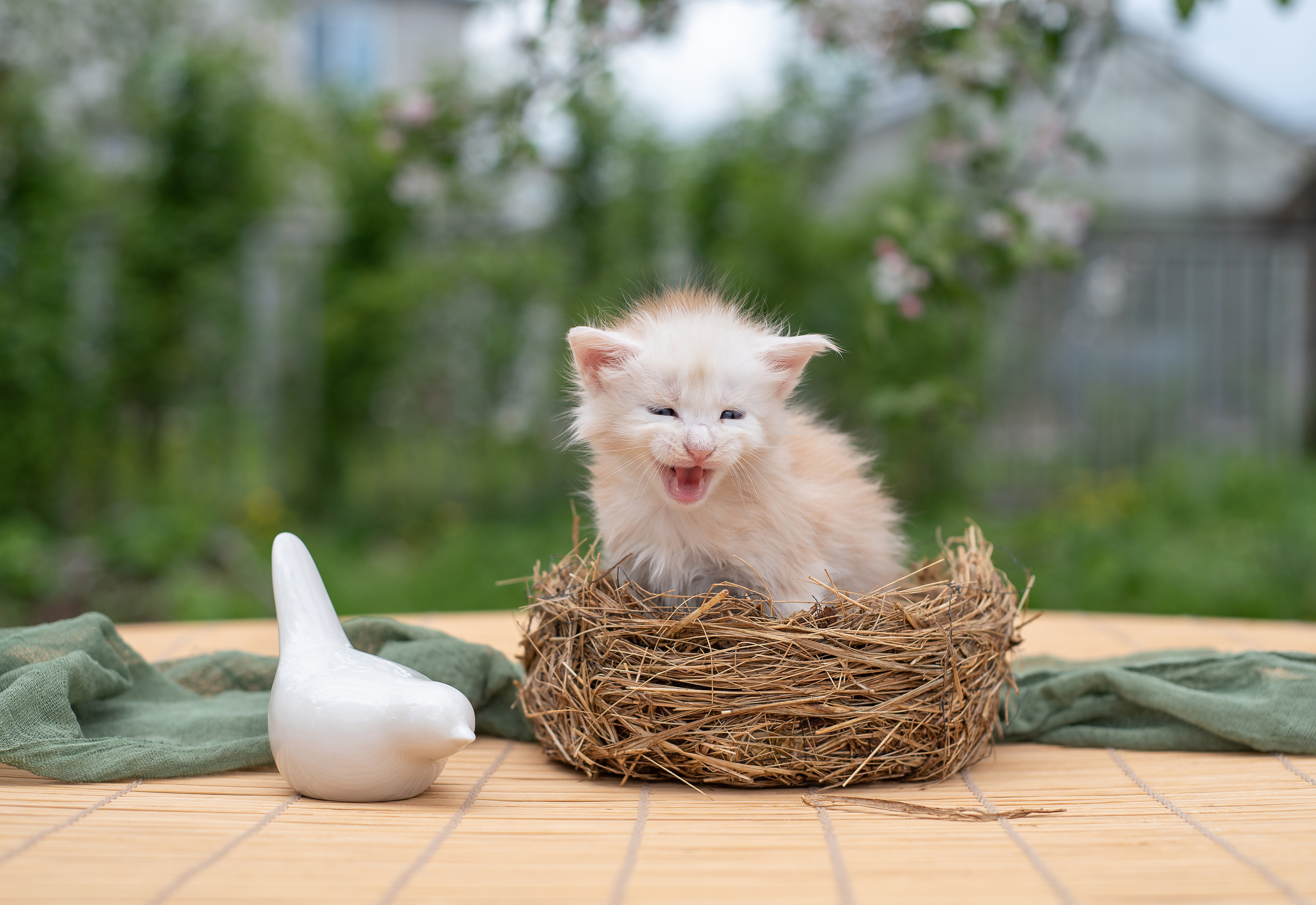 Щенки и котята на улице. Фотограф анималист в Казани Алина Сулейманова. Фотограф животных