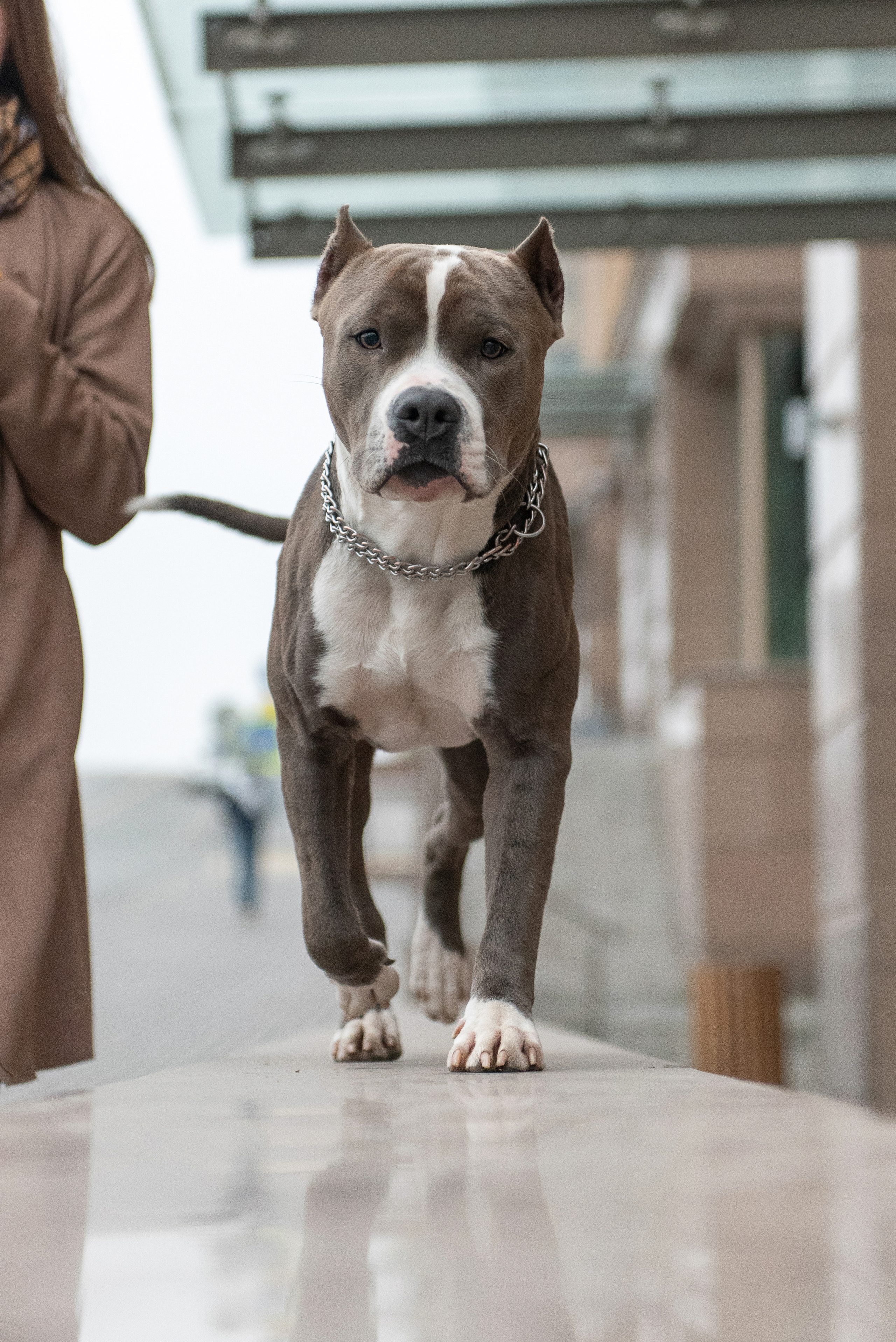 Ирина, Марат и Ричи. Фотограф анималист в Казани Алина Сулейманова. Фотограф животных