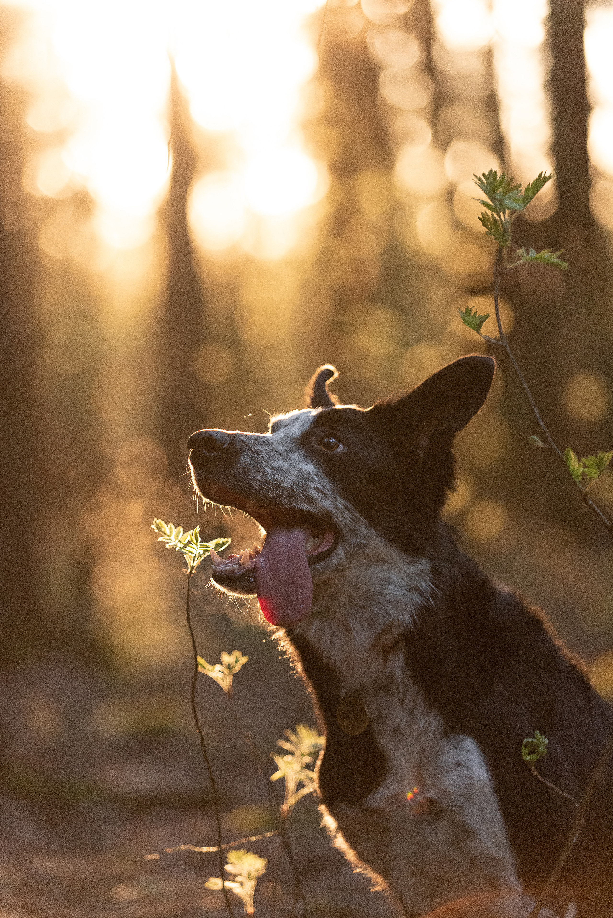 Анна и Милан. Фотограф анималист в Казани Алина Сулейманова. Фотограф животных