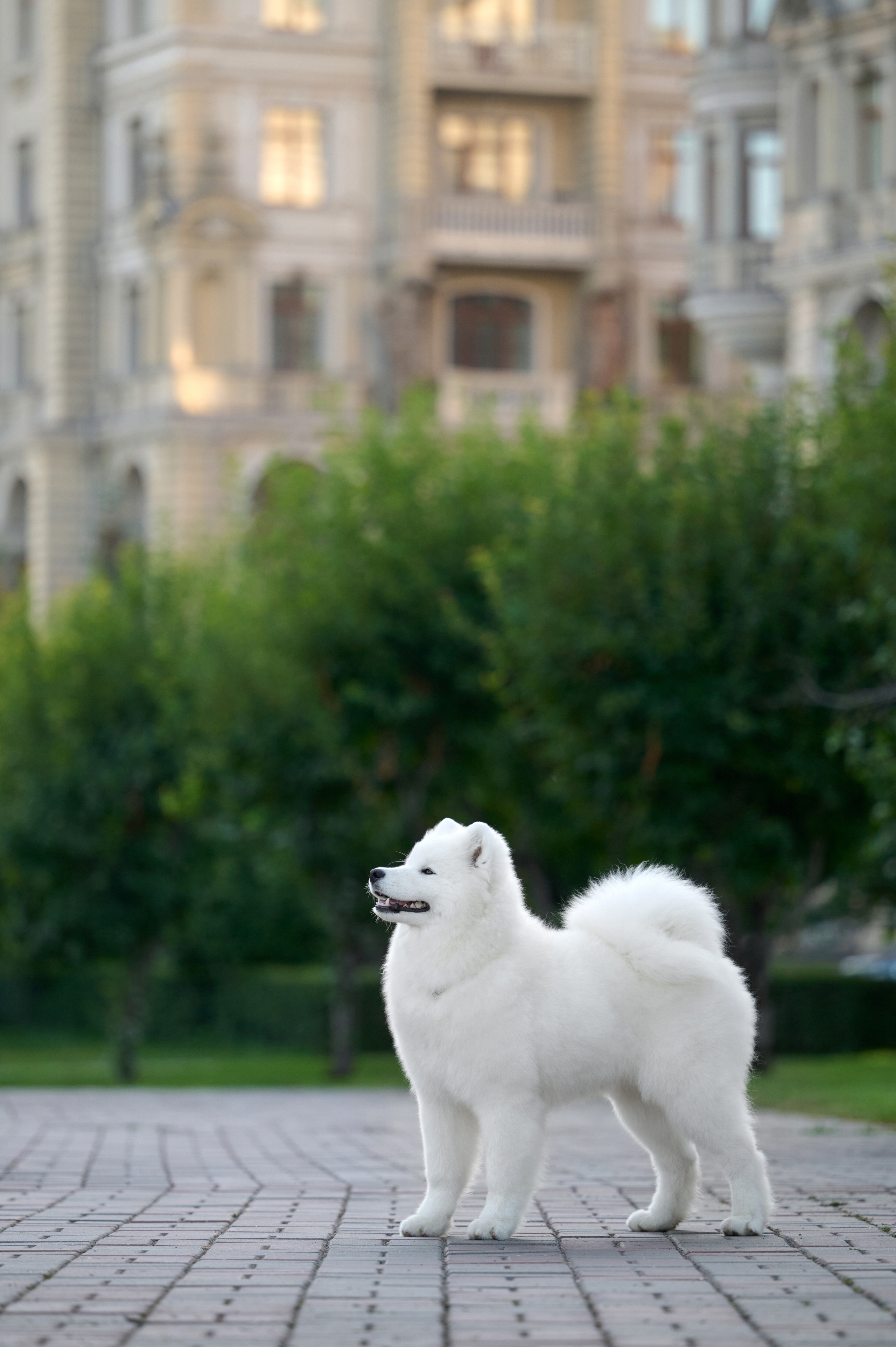 Щенки и котята на улице. Фотограф анималист в Казани Алина Сулейманова. Фотограф животных