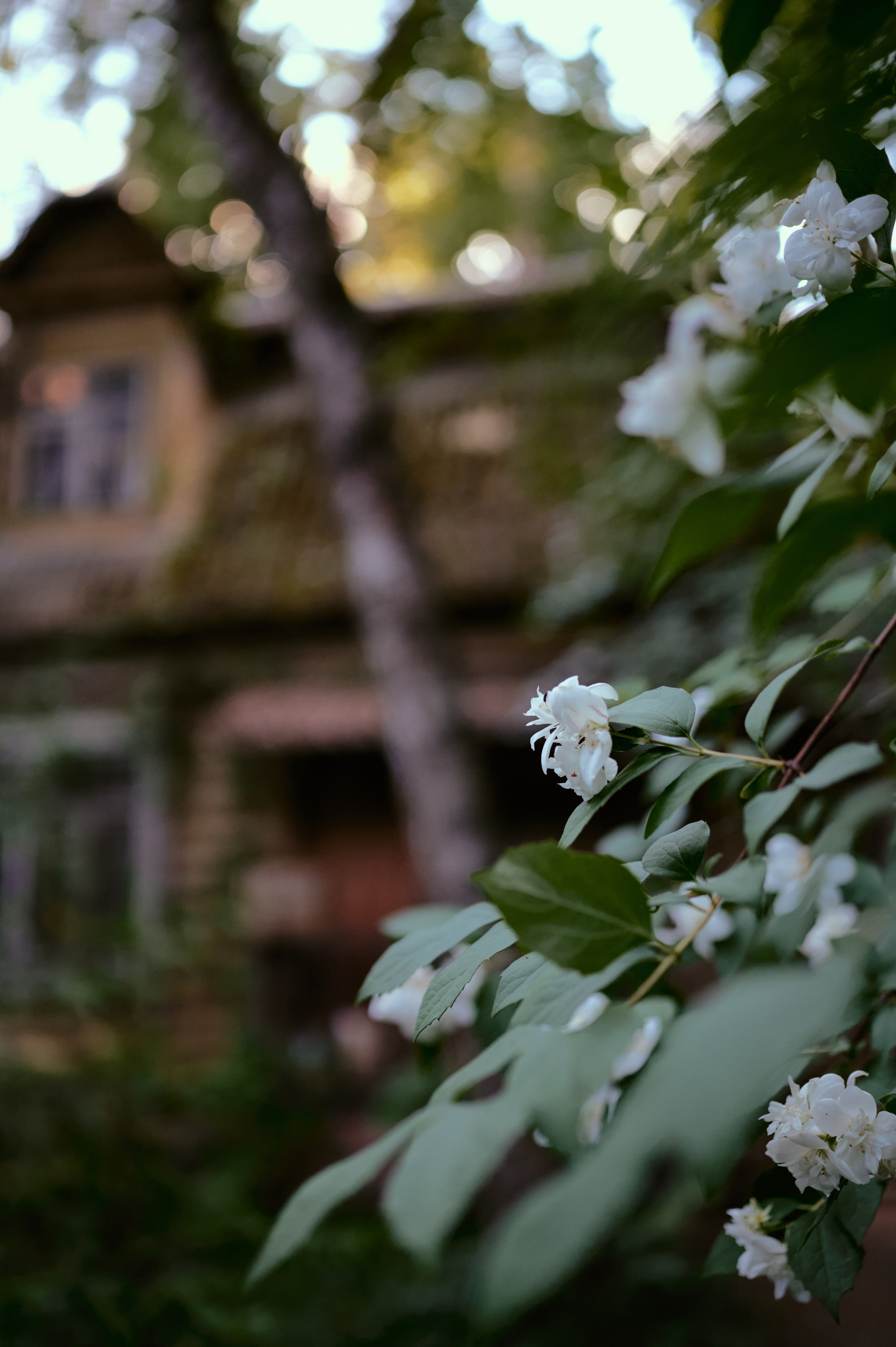 Настасья. В мастерской художника. Фотограф анималист в Казани Алина Сулейманова. Фотограф животных