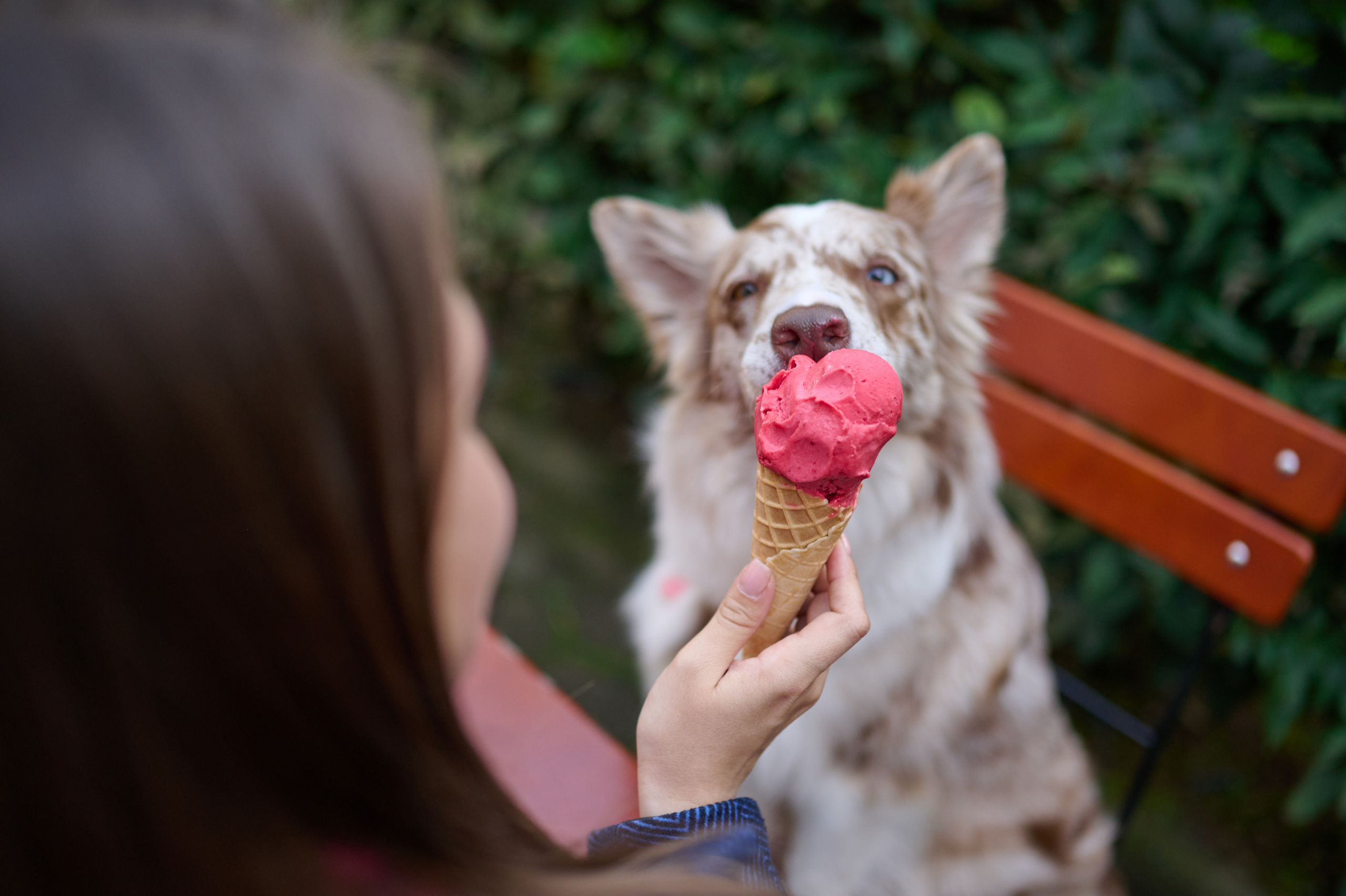 Полина и Бени. Фотограф анималист в Казани Алина Сулейманова. Фотограф животных