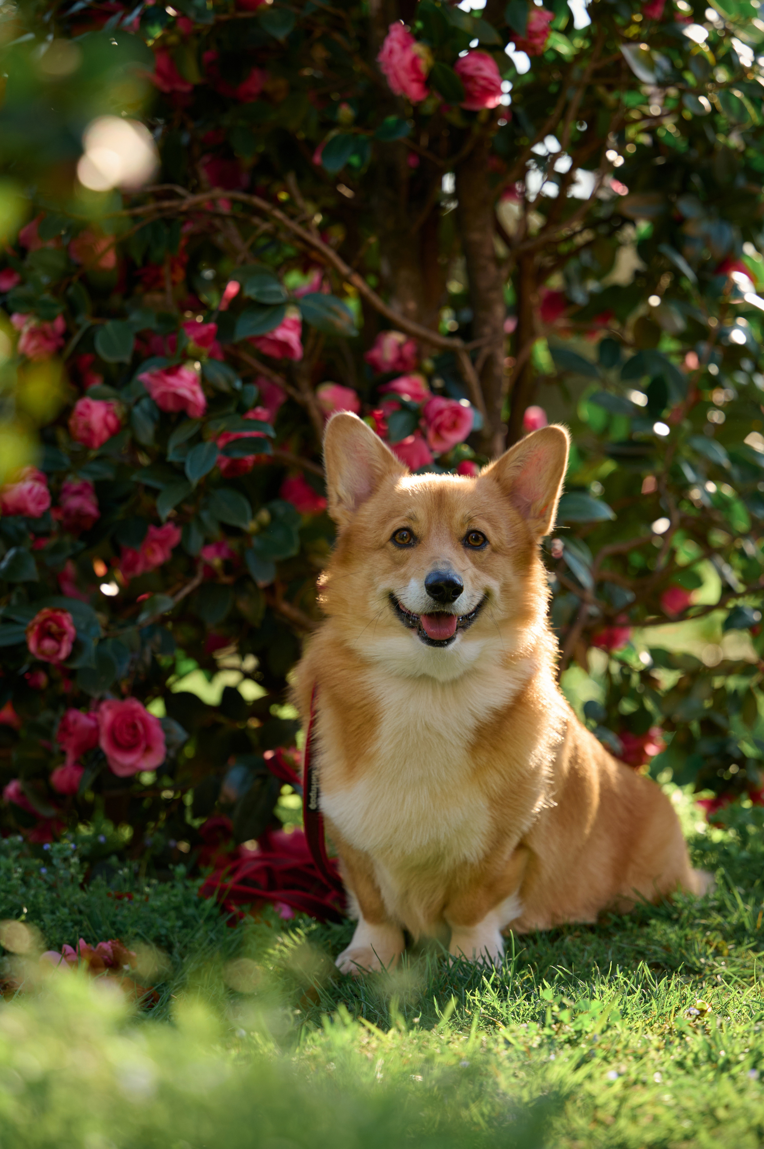 Полина и Вайрон. Фотограф анималист в Казани Алина Сулейманова. Фотограф животных