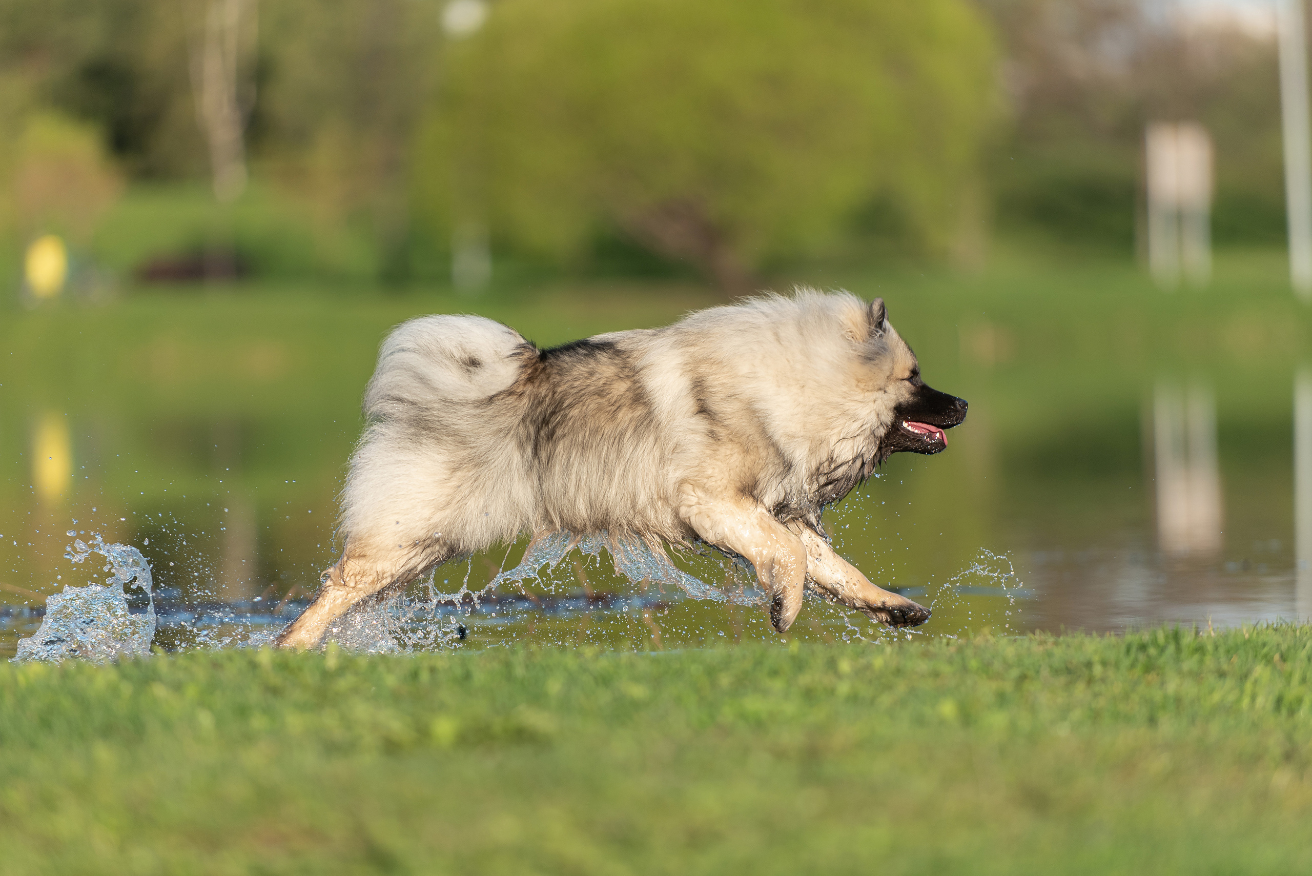 Шанти. Фотограф анималист в Казани Алина Сулейманова. Фотограф животных