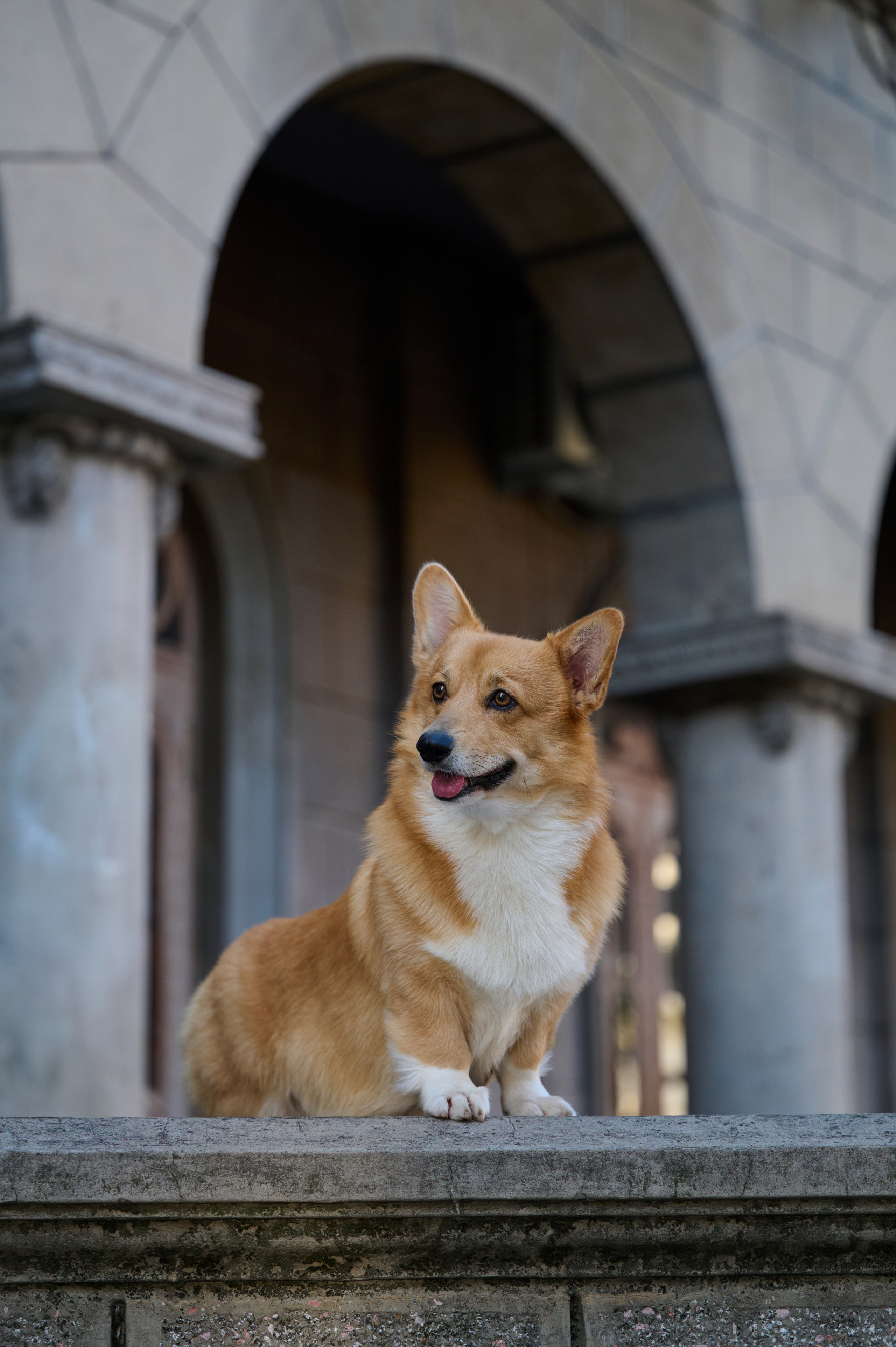 Полина и Вайрон. Фотограф анималист в Казани Алина Сулейманова. Фотограф животных