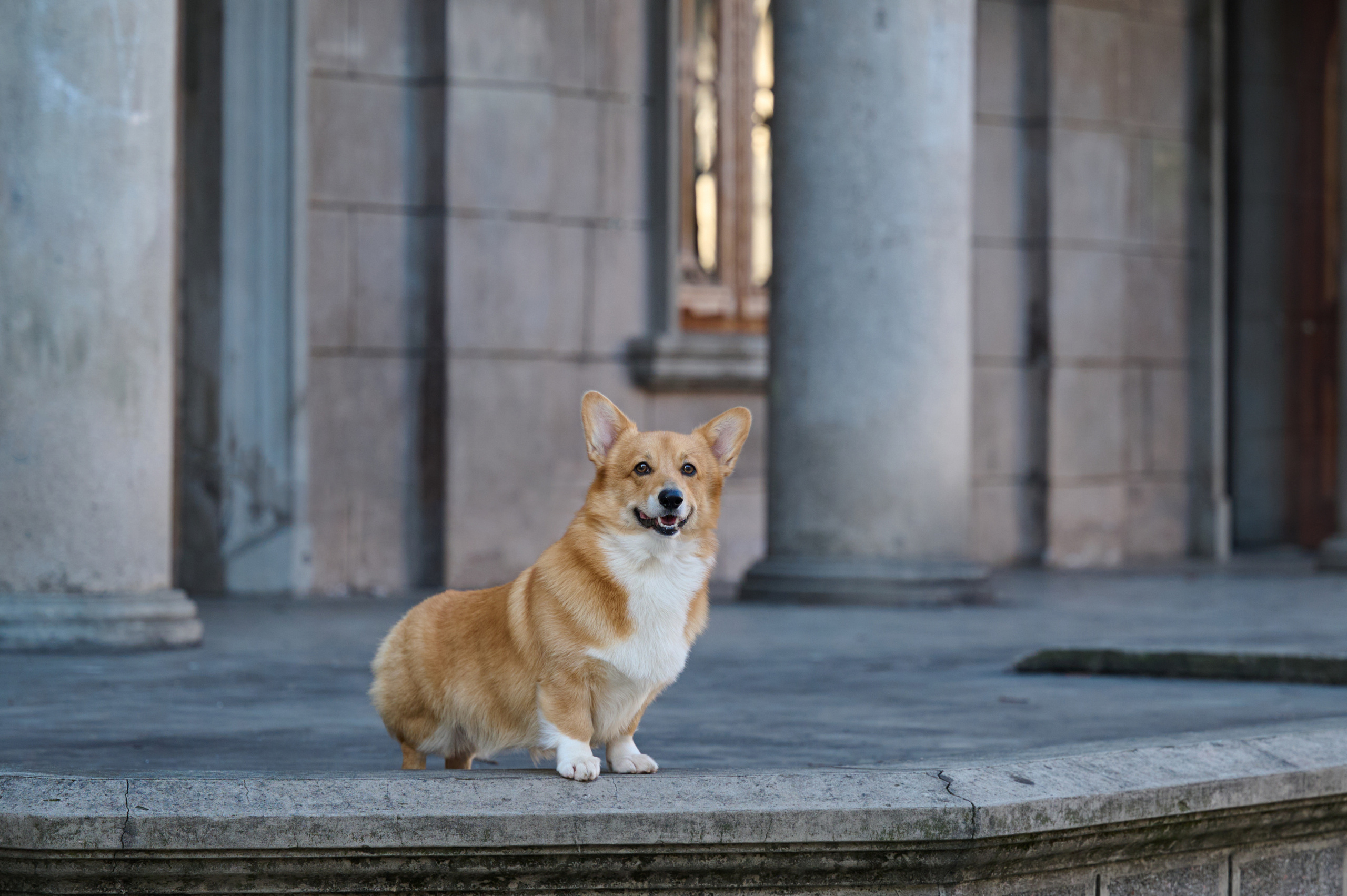 Полина и Вайрон. Фотограф анималист в Казани Алина Сулейманова. Фотограф животных