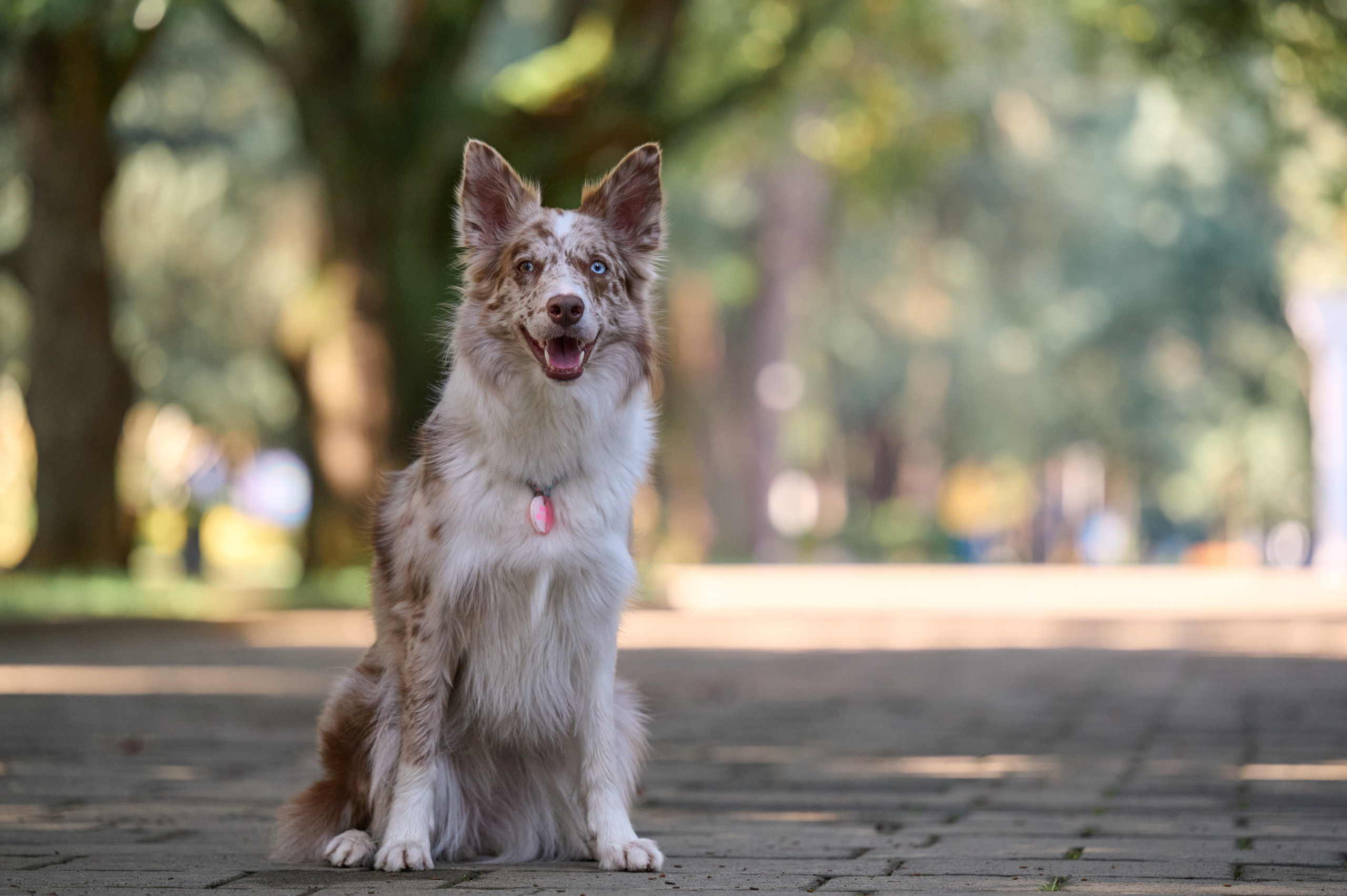 Полина и Бени. Фотограф анималист в Казани Алина Сулейманова. Фотограф животных