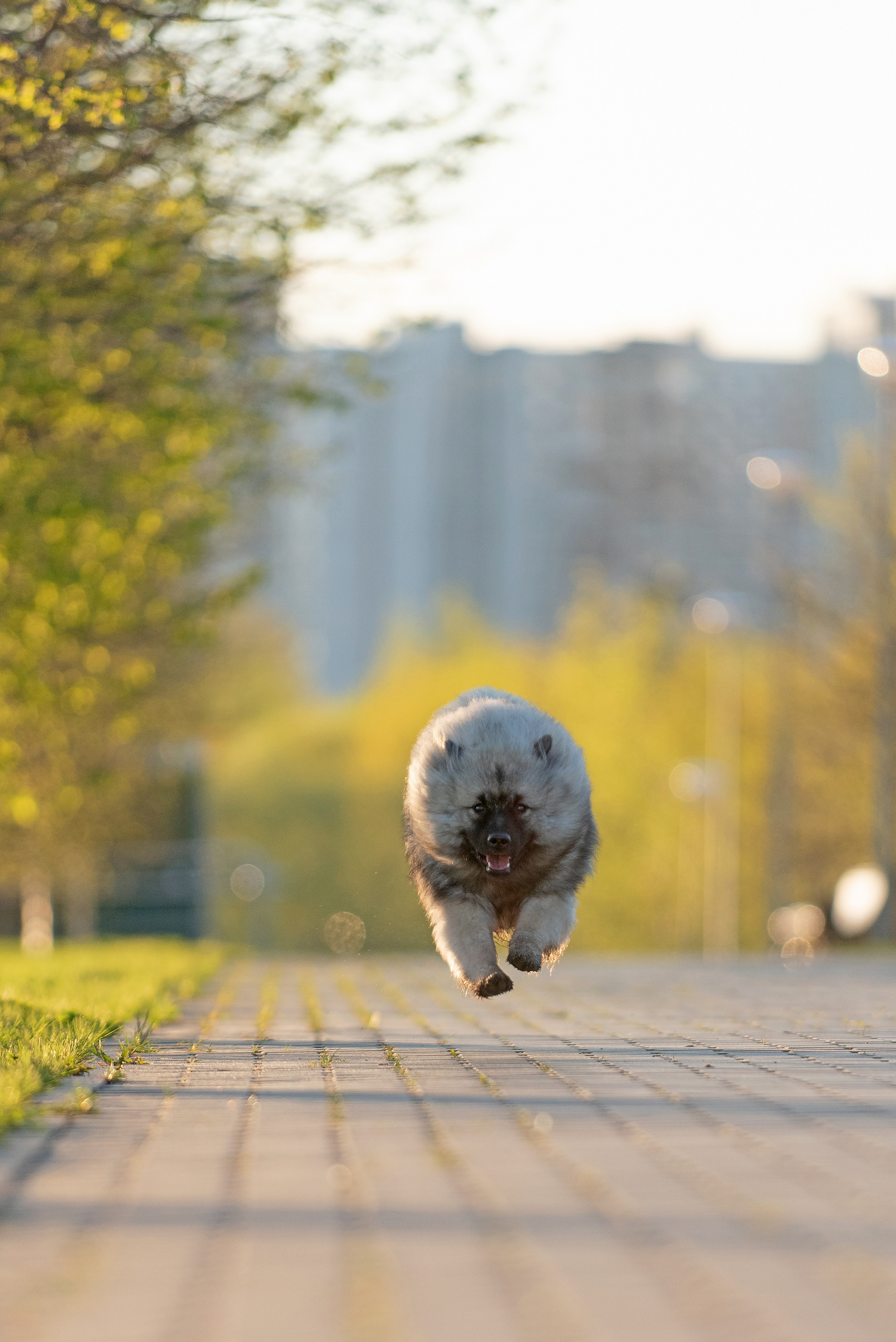 Шанти. Фотограф анималист в Казани Алина Сулейманова. Фотограф животных