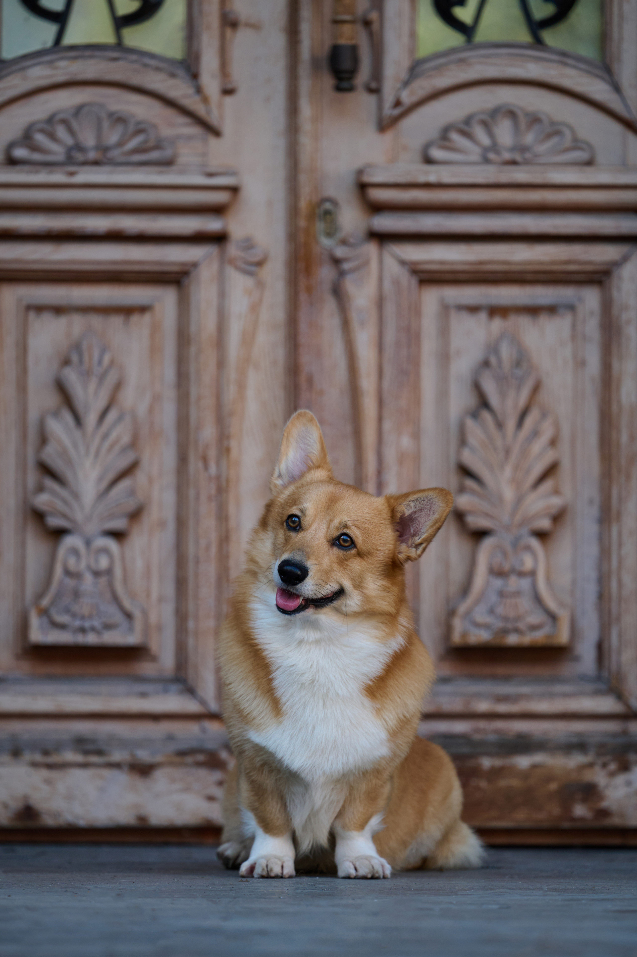 Полина и Вайрон. Фотограф анималист в Казани Алина Сулейманова. Фотограф животных