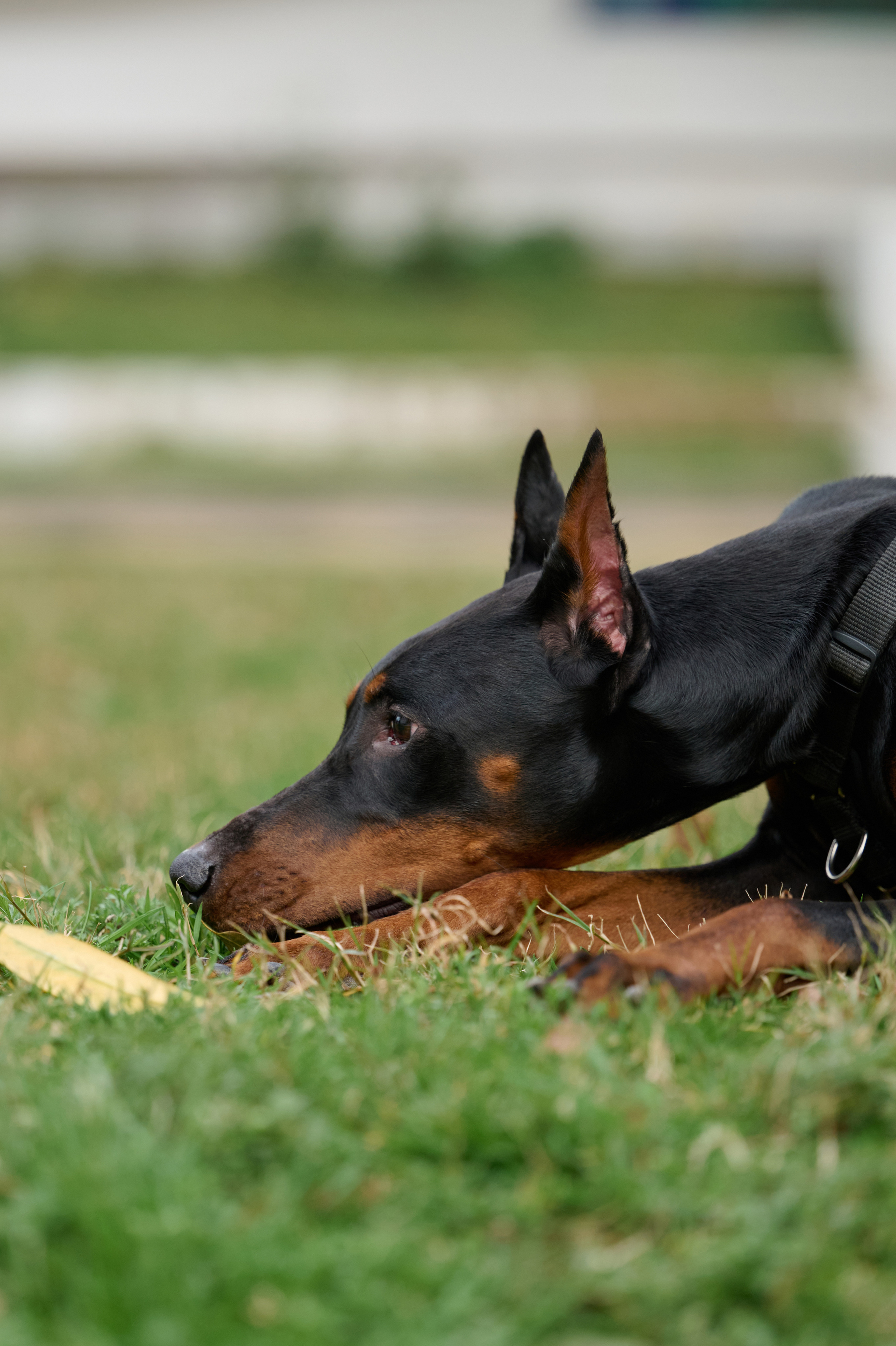 Герда. Фотограф анималист в Казани Алина Сулейманова. Фотограф животных