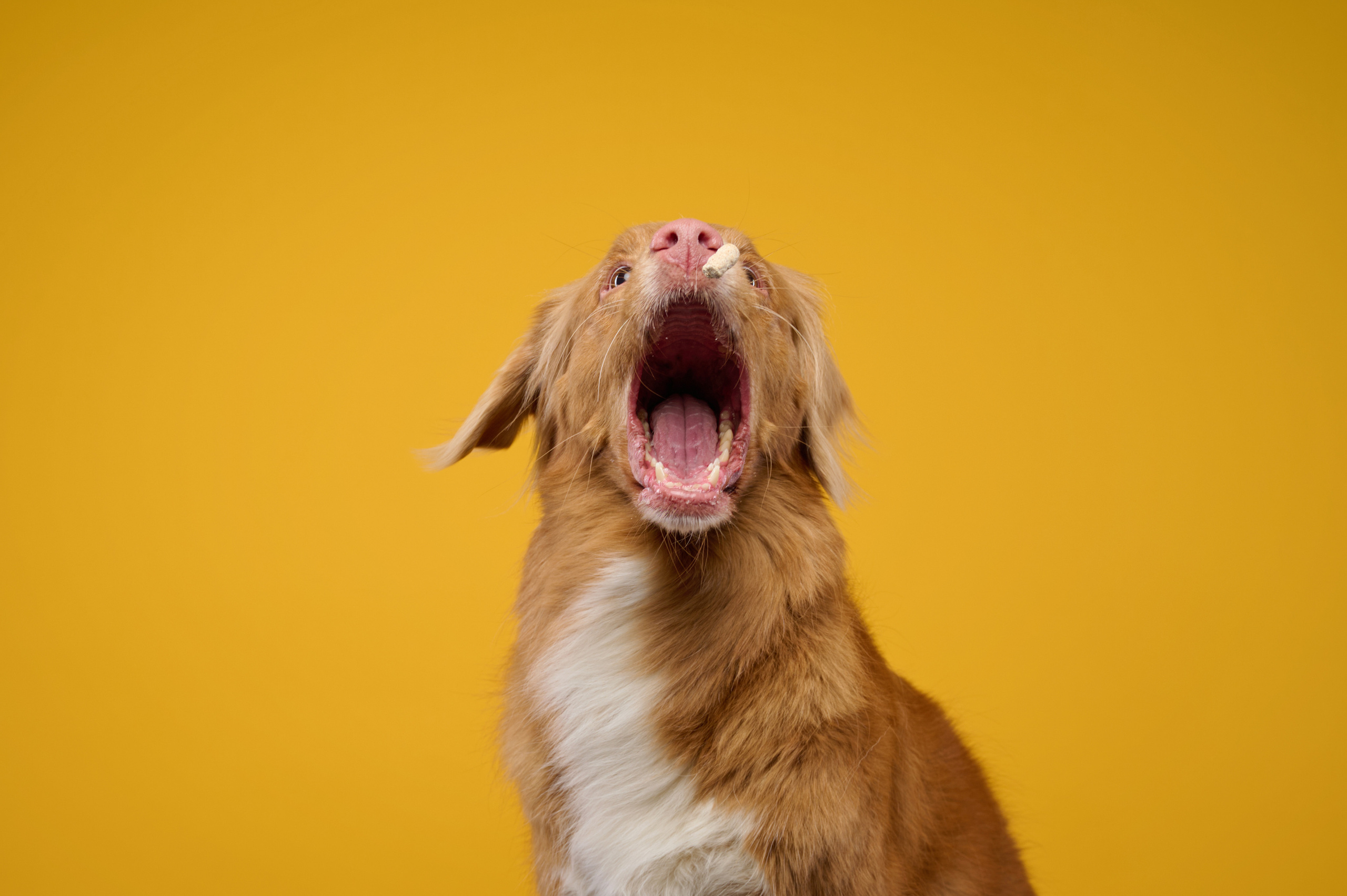 Рика. Фотограф анималист в Казани Алина Сулейманова. Фотограф животных