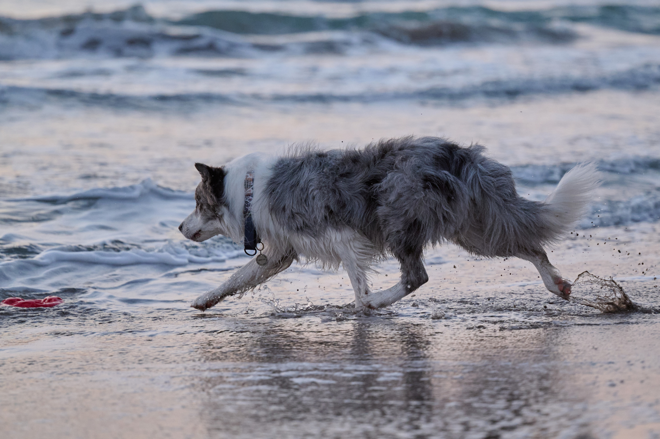Мария и Декс, на берегу моря. Фотограф анималист в Казани Алина Сулейманова. Фотограф животных