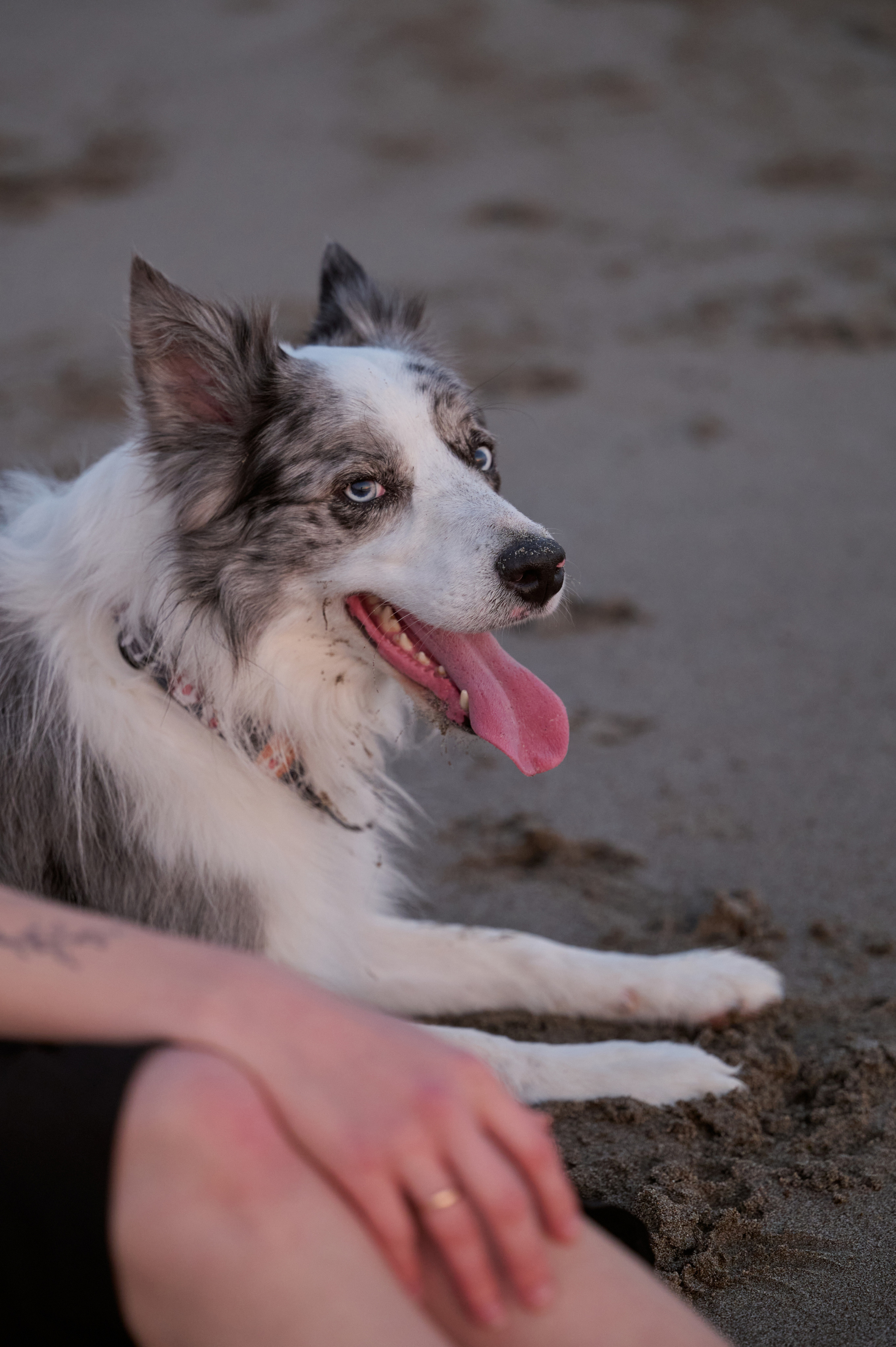 Мария и Декс, на берегу моря. Фотограф анималист в Казани Алина Сулейманова. Фотограф животных