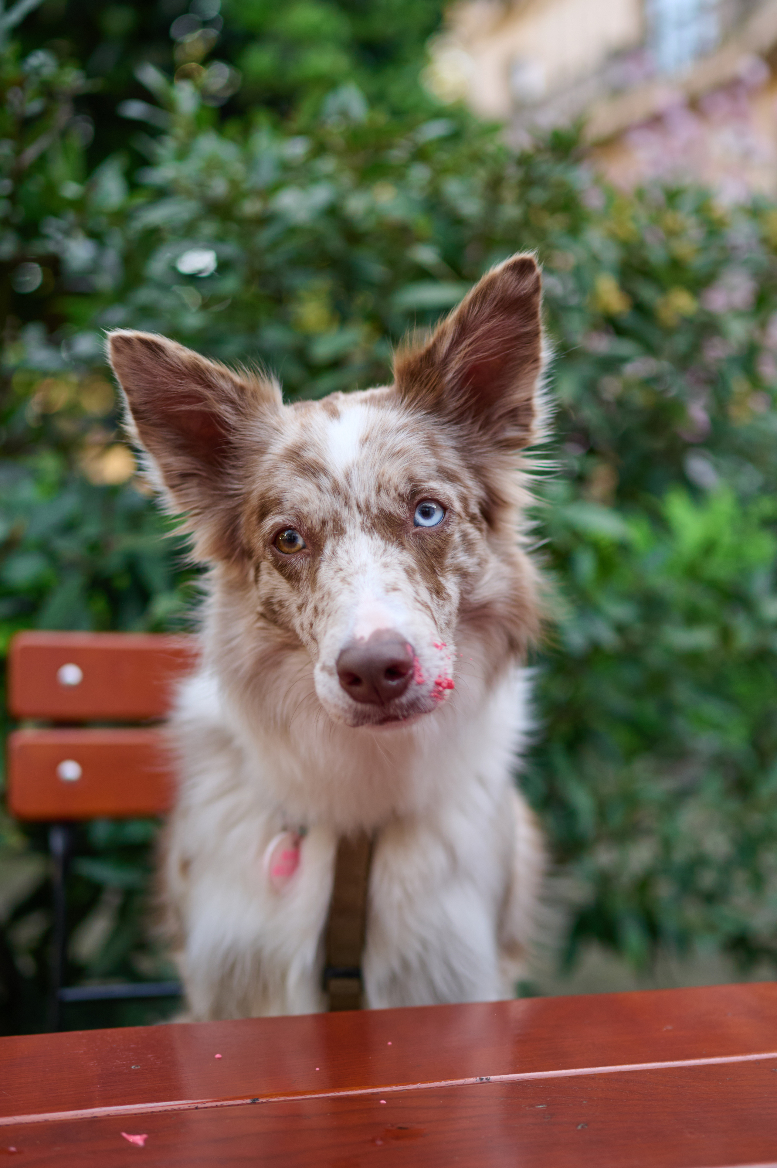 Полина и Бени. Фотограф анималист в Казани Алина Сулейманова. Фотограф животных