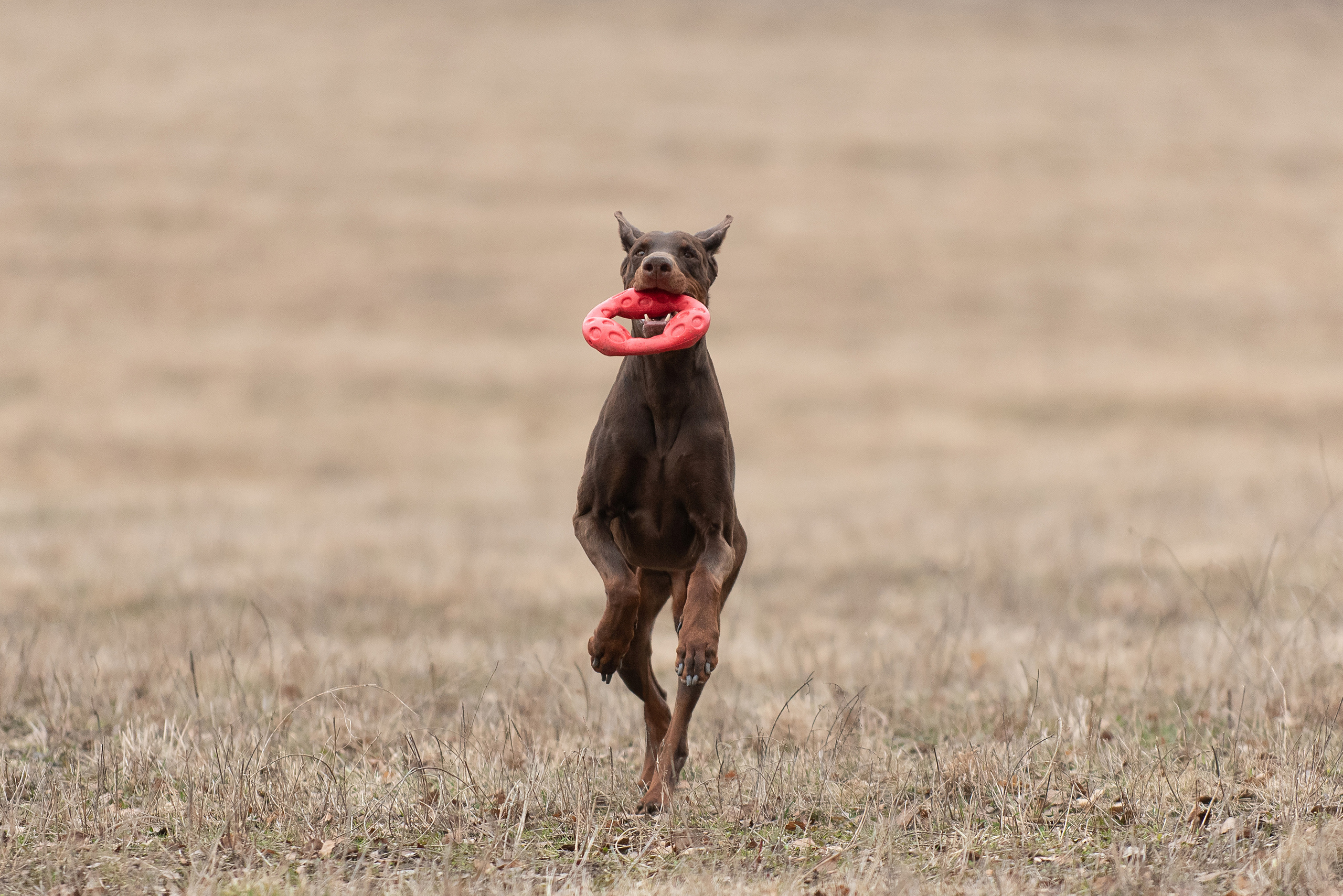 Детта. Фотограф анималист в Казани Алина Сулейманова. Фотограф животных