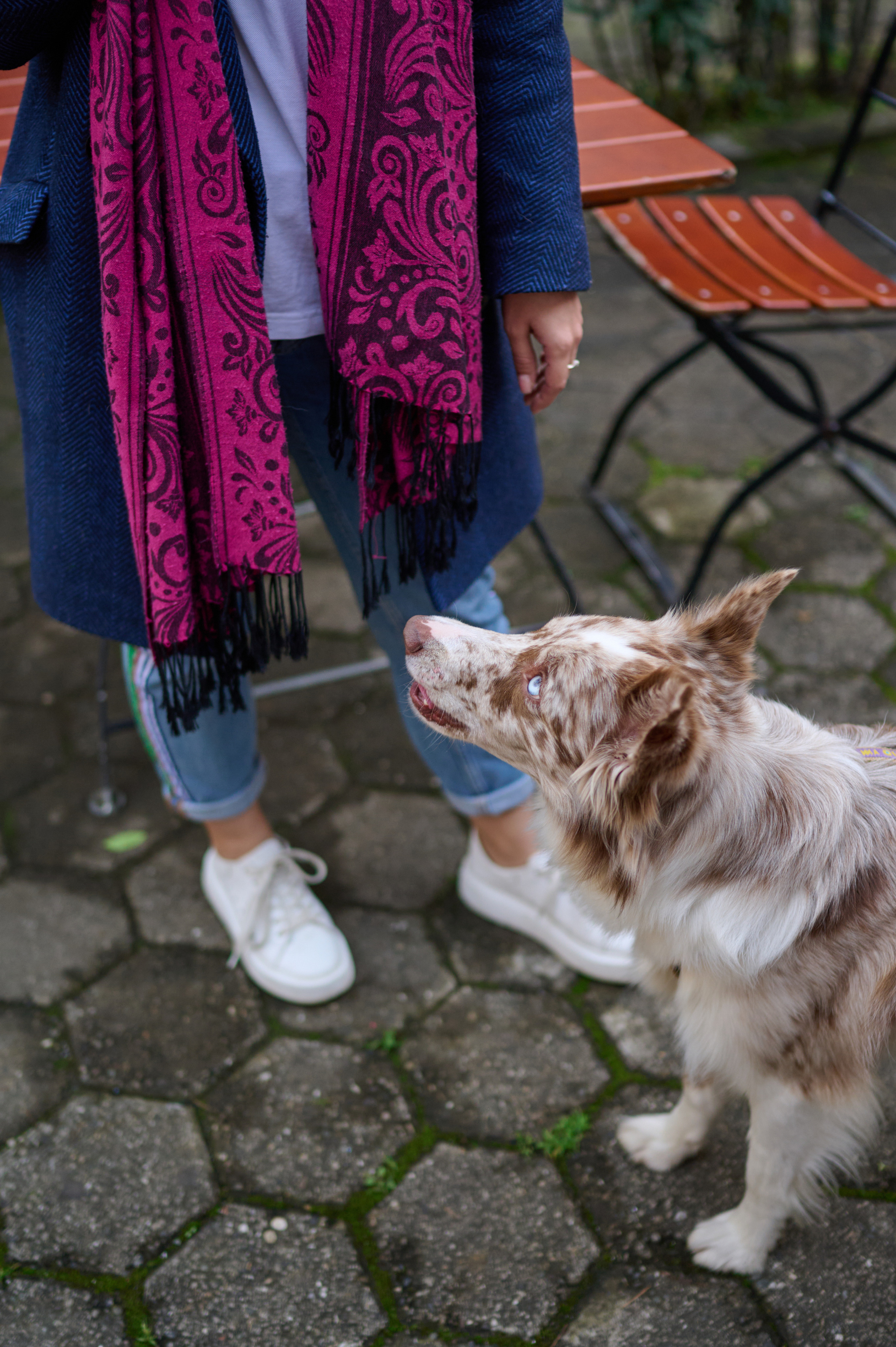 Полина и Бени. Фотограф анималист в Казани Алина Сулейманова. Фотограф животных