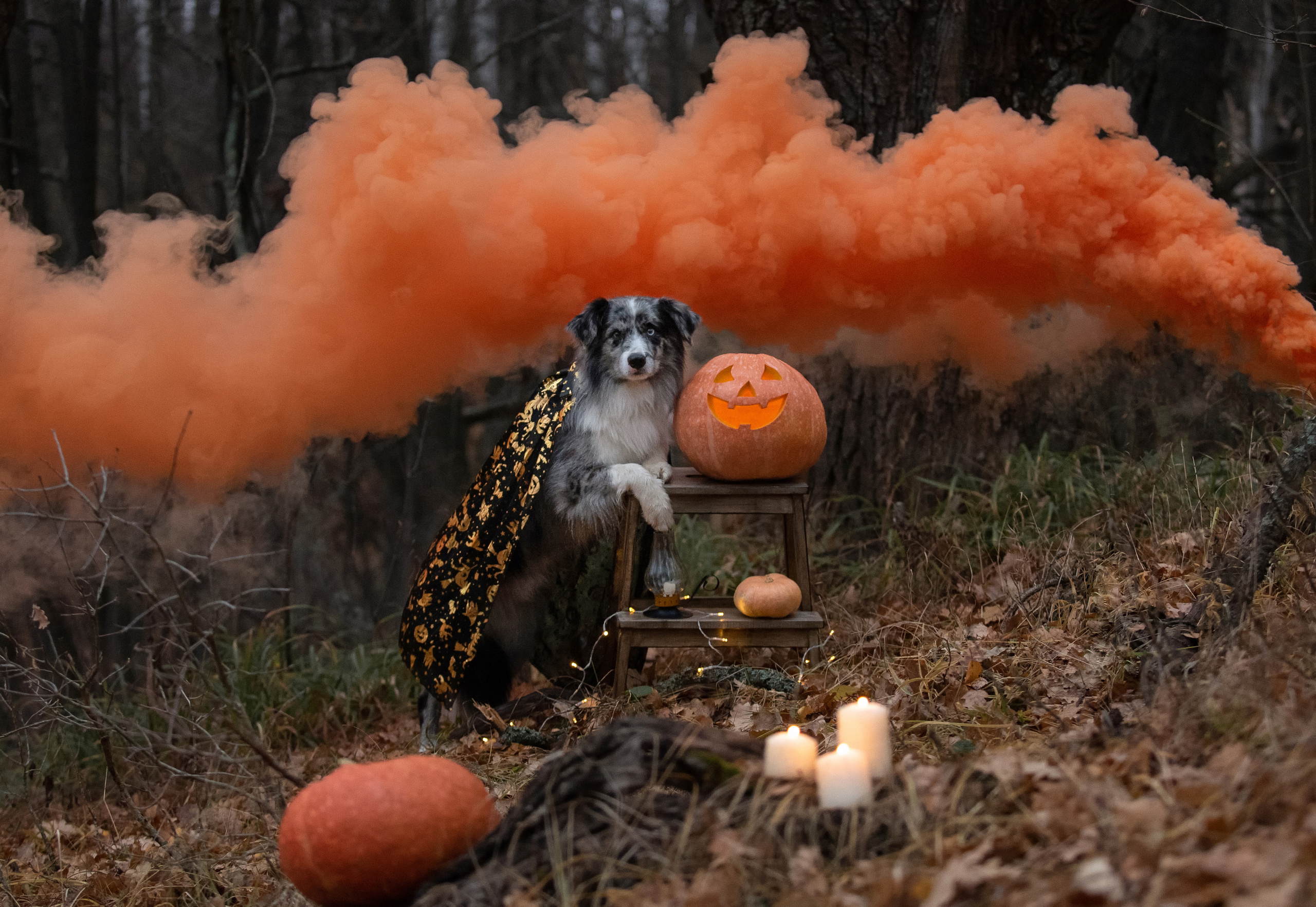Амур и тыква. Фотограф анималист в Казани Алина Сулейманова. Фотограф животных