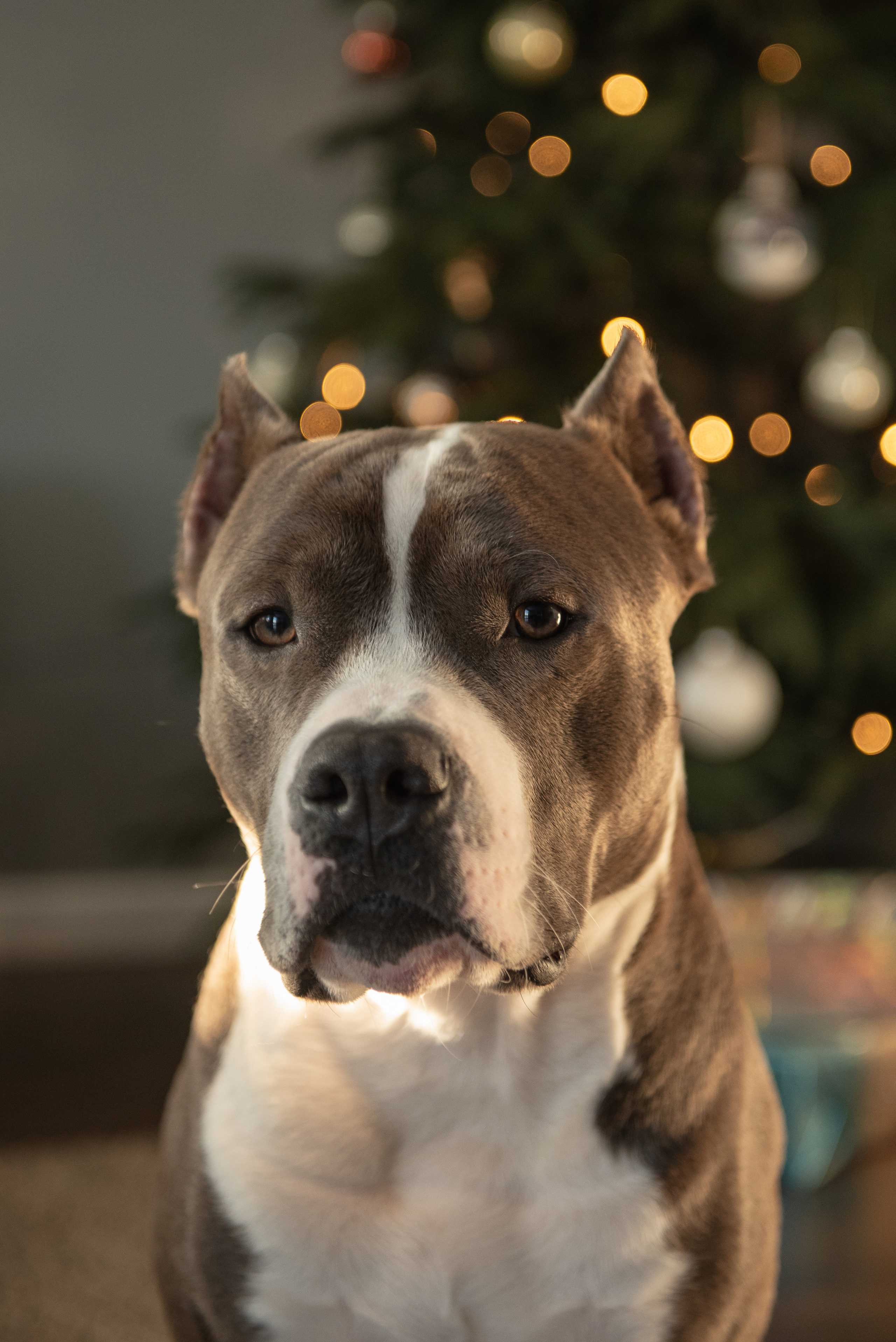 Ирина, Марат и Ричард. Фотограф анималист в Казани Алина Сулейманова. Фотограф животных