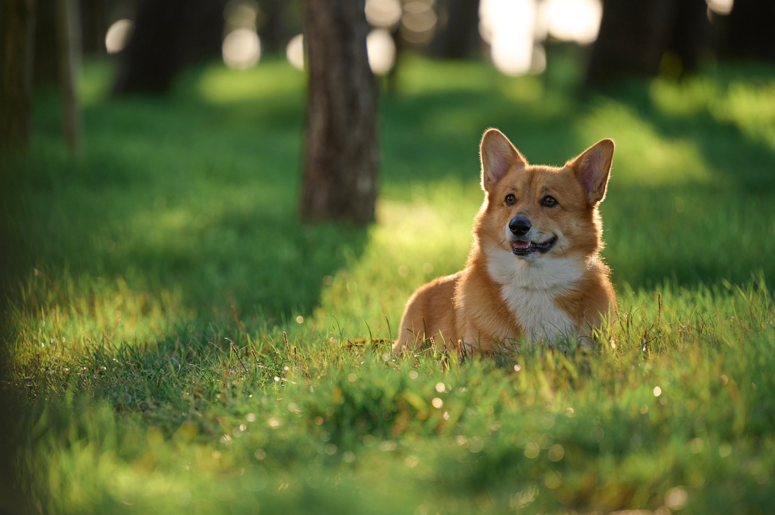 Полина и Вайрон. Фотограф анималист в Казани Алина Сулейманова. Фотограф животных