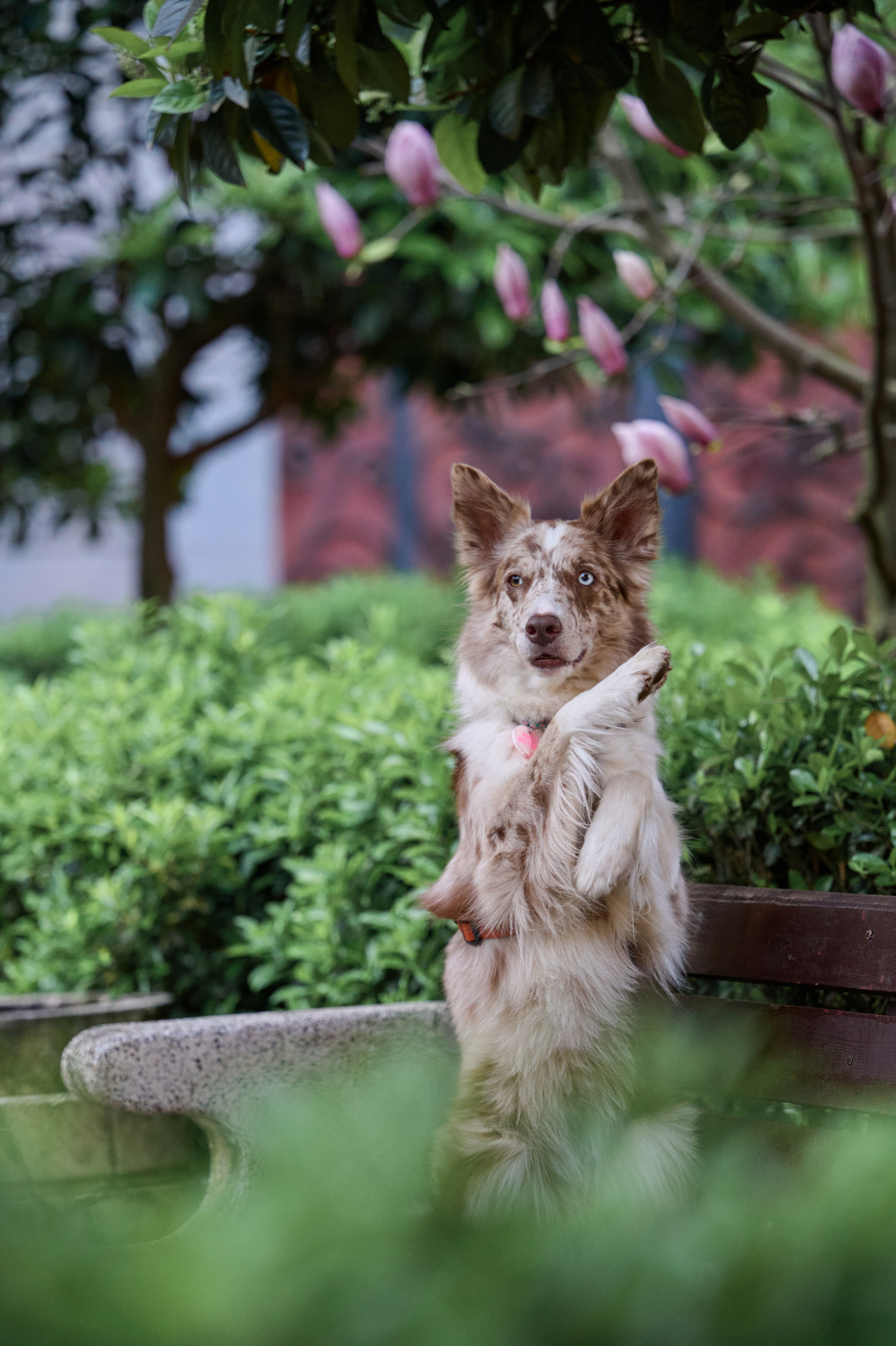 Полина и Бени. Фотограф анималист в Казани Алина Сулейманова. Фотограф животных