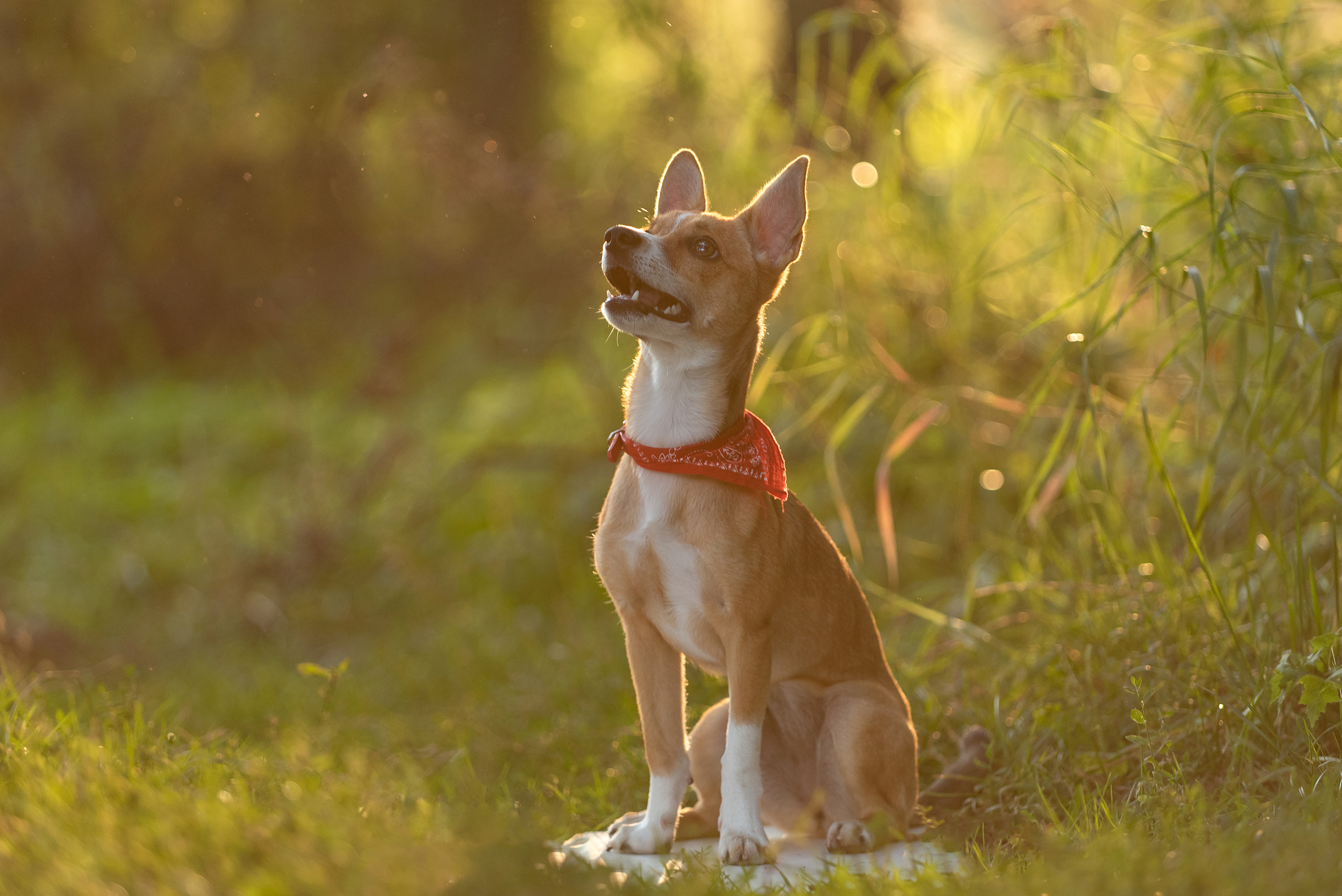 Настя. У ручья. Фотограф анималист в Казани Алина Сулейманова. Фотограф животных