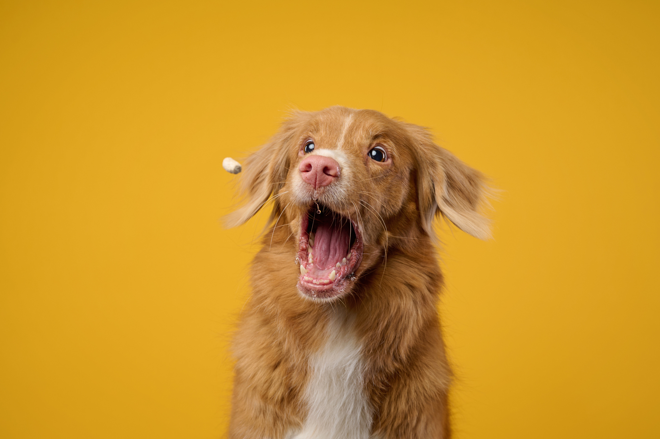 Рика. Фотограф анималист в Казани Алина Сулейманова. Фотограф животных