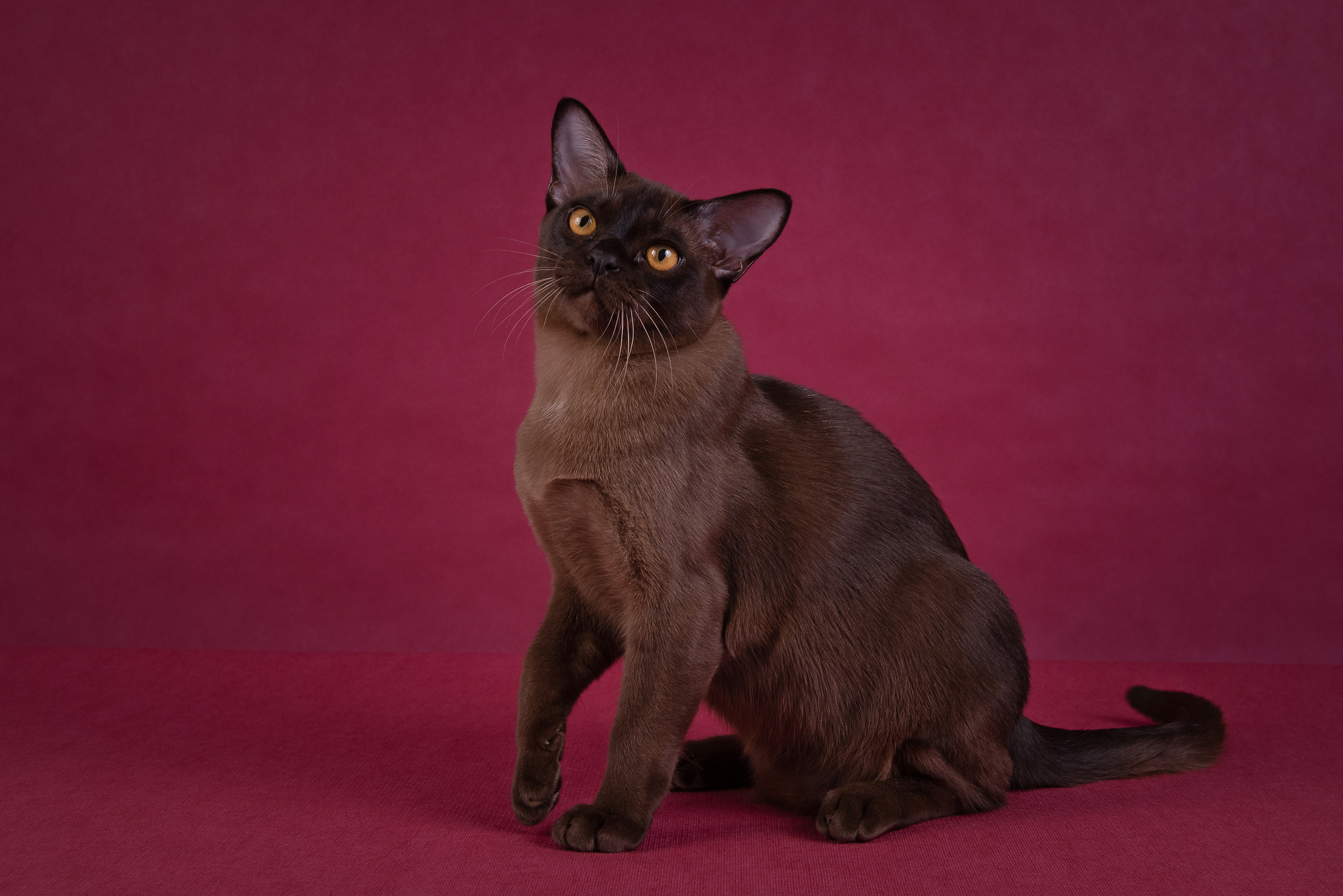 Котята в домашней студии. Фотограф анималист в Казани Алина Сулейманова. Фотограф животных